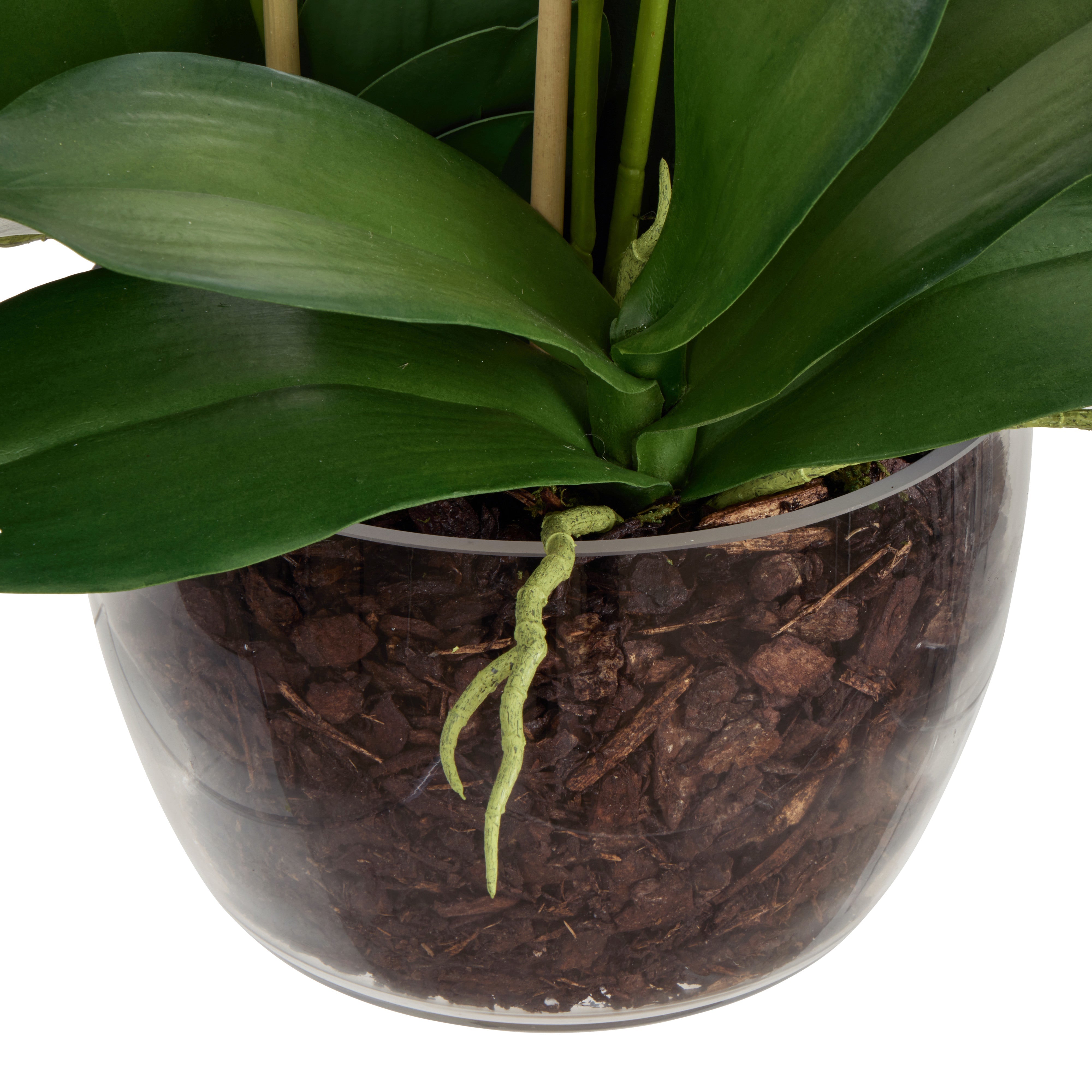 Rogue Phalaenopsis - Classic Bowl