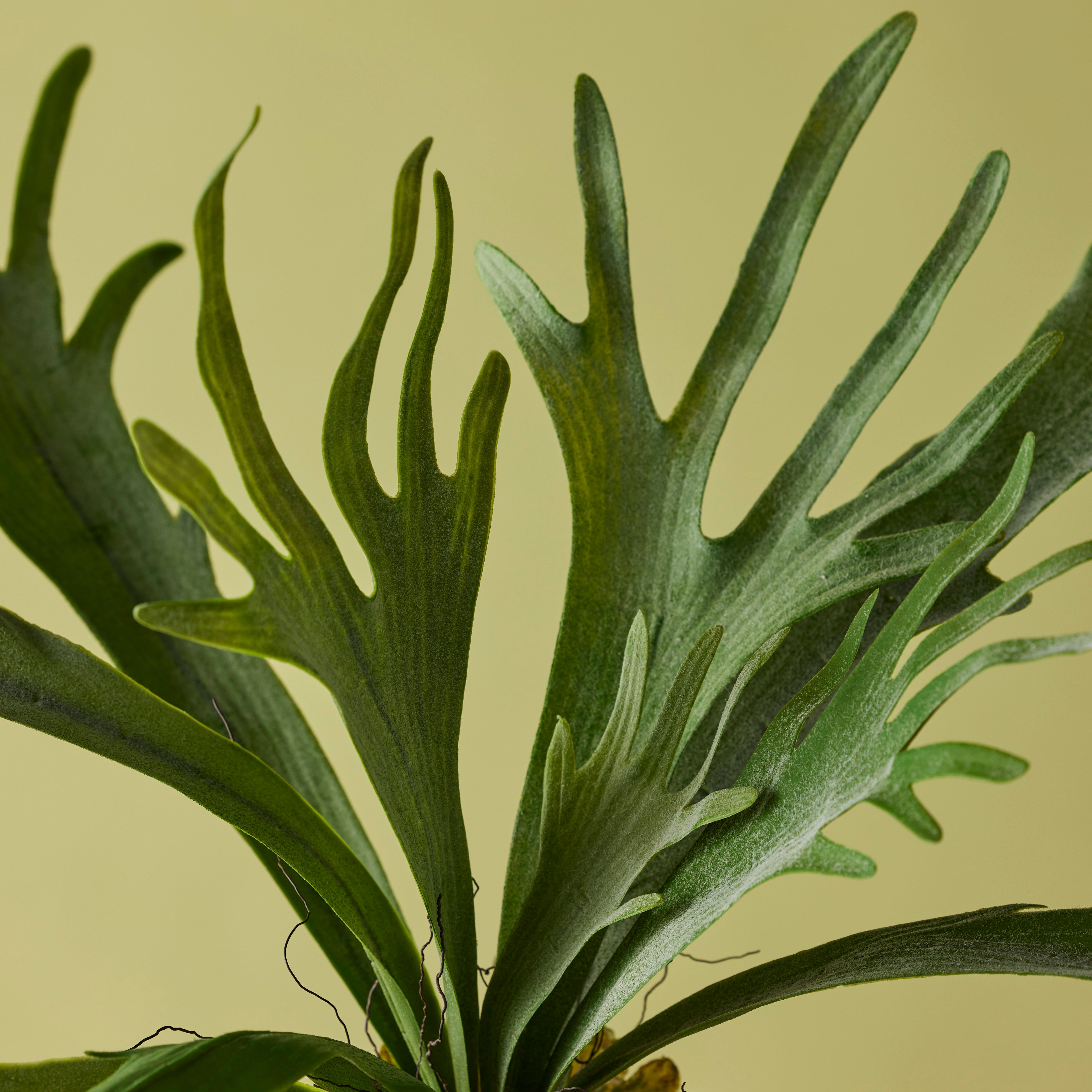 Rogue Staghorn Fern