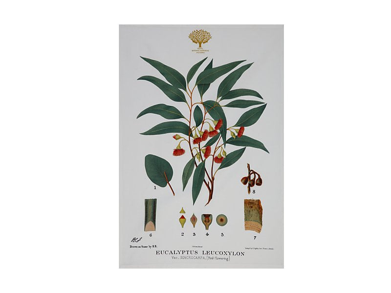 Maxwell & Williams Royal Botanic Gardens Australian Botanics Tea Towel Flowering Gum 50 x 70cm