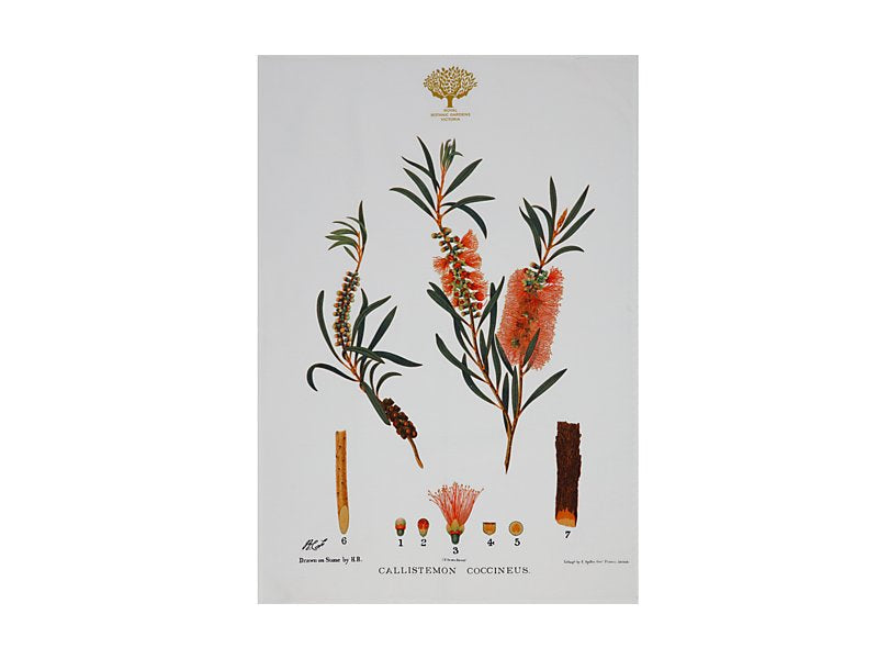 Maxwell & Williams Royal Botanic Gardens Australian Botanics Tea Towel Bottlebrush 50 x 70cm