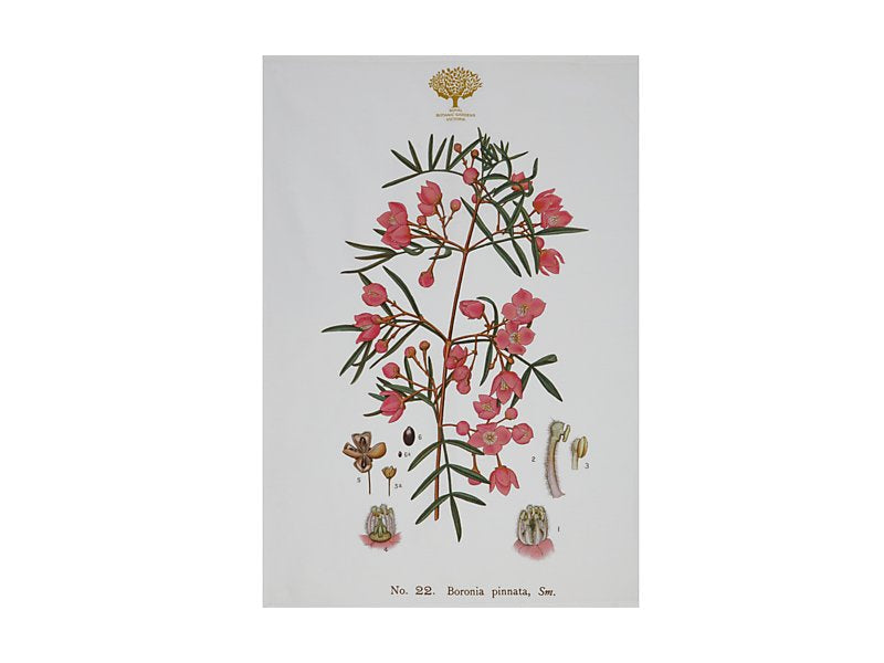 Maxwell & Williams Royal Botanic Gardens Australian Botanics Tea Towel Boronia 50 x 70cm