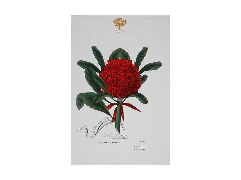 Maxwell & Williams Royal Botanic Gardens Australian Botanics Tea Towel Telopea 50 x 70cm