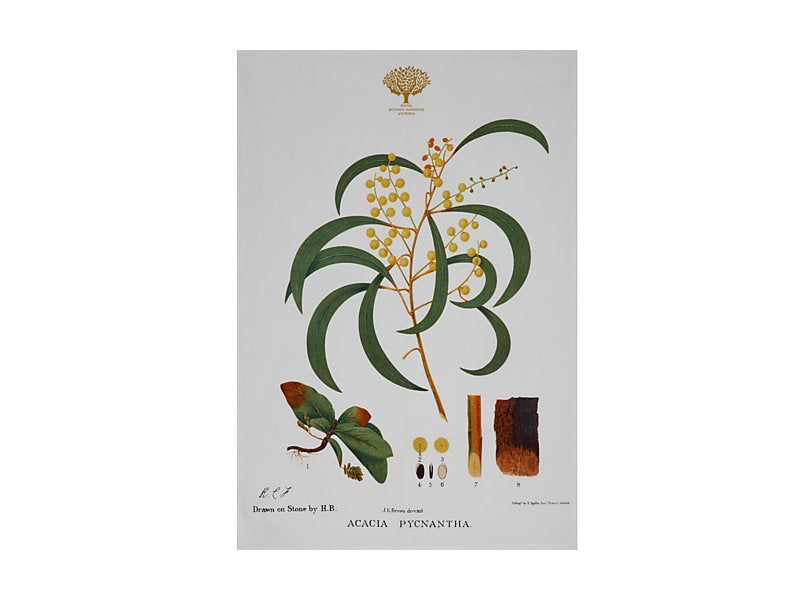 Maxwell & Williams Royal Botanic Gardens Australian Botanics Tea Towel Wattle 50 x 70cm