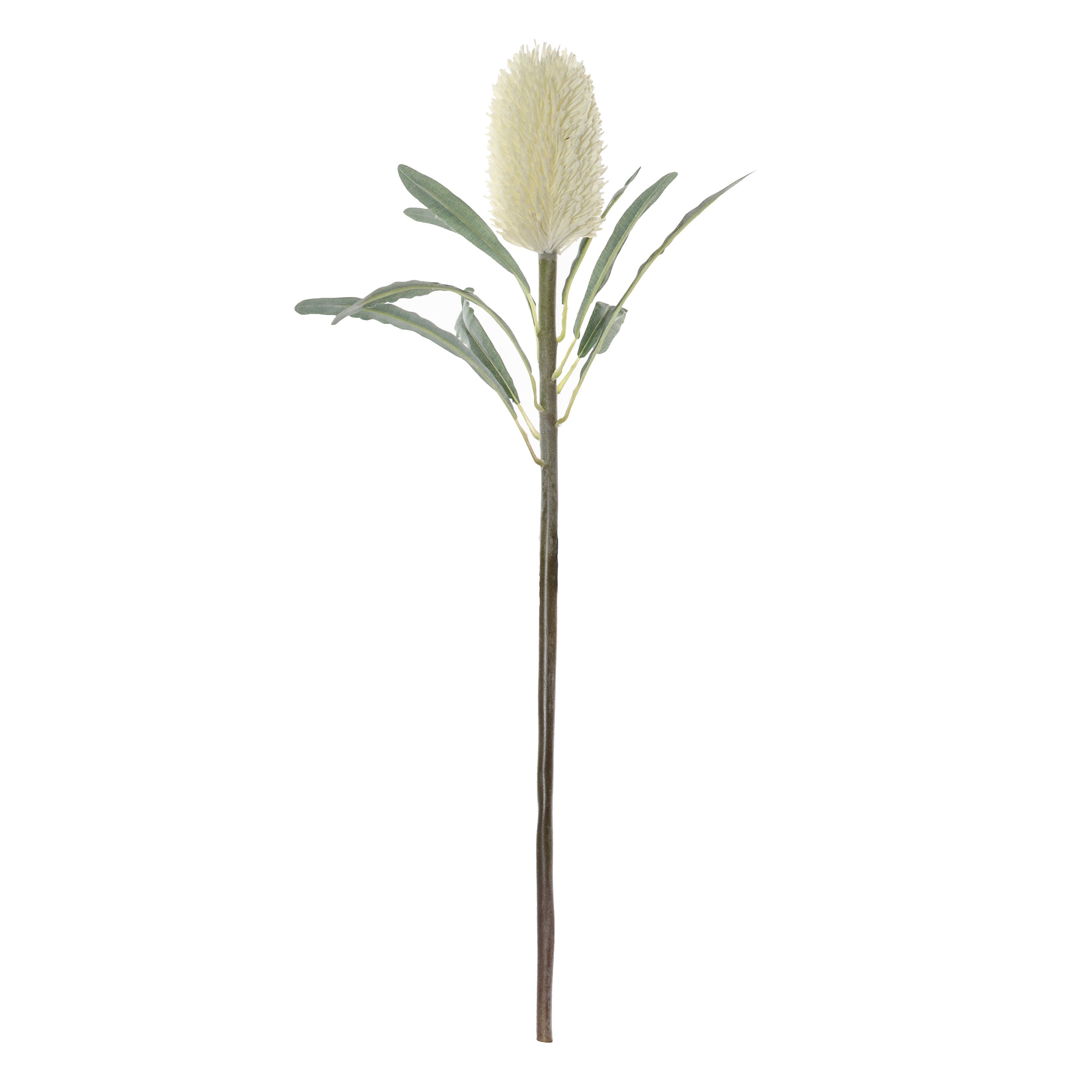 Rogue Banksia Cone Stem