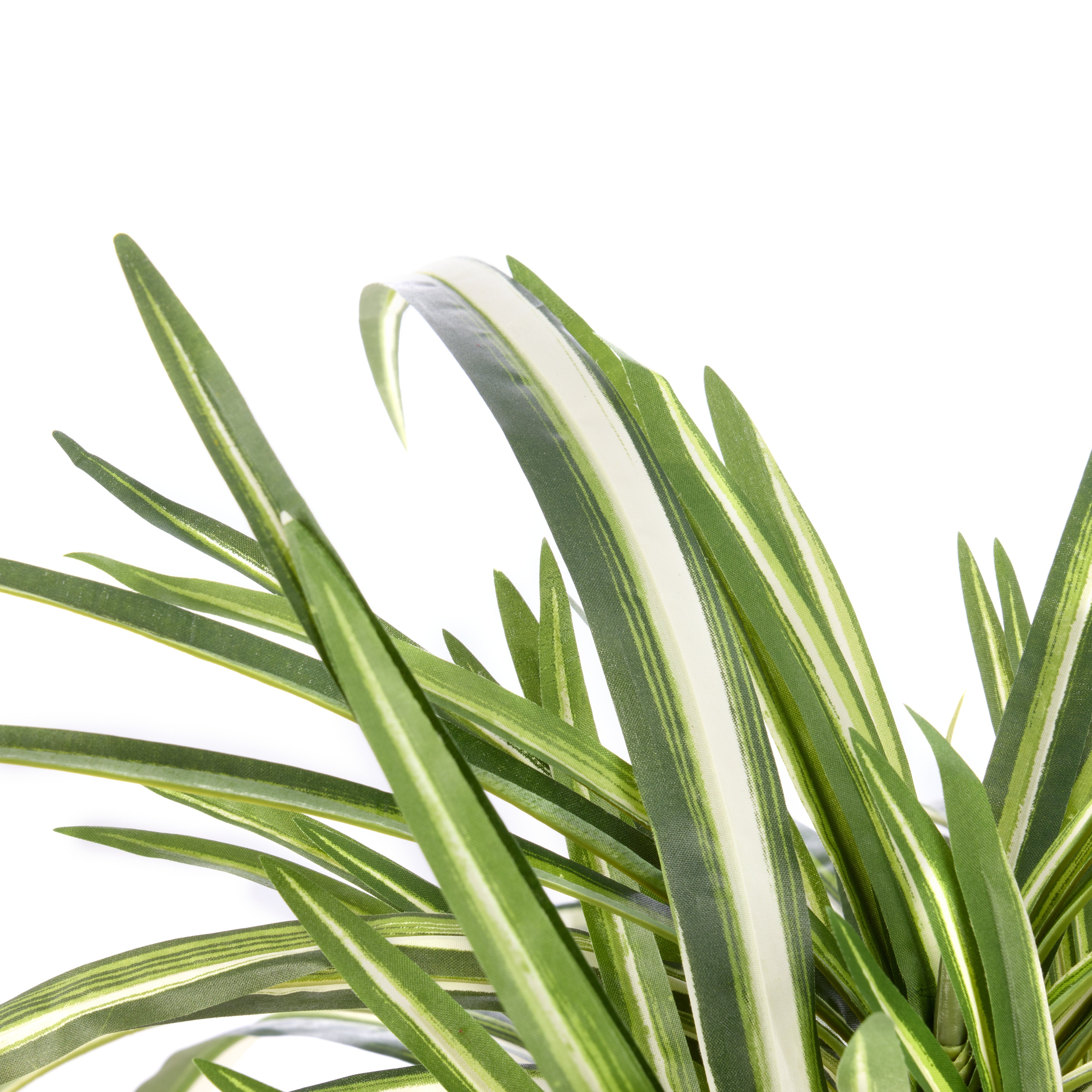 Rogue Spider Plant - Garden Pot 65 x 60cm