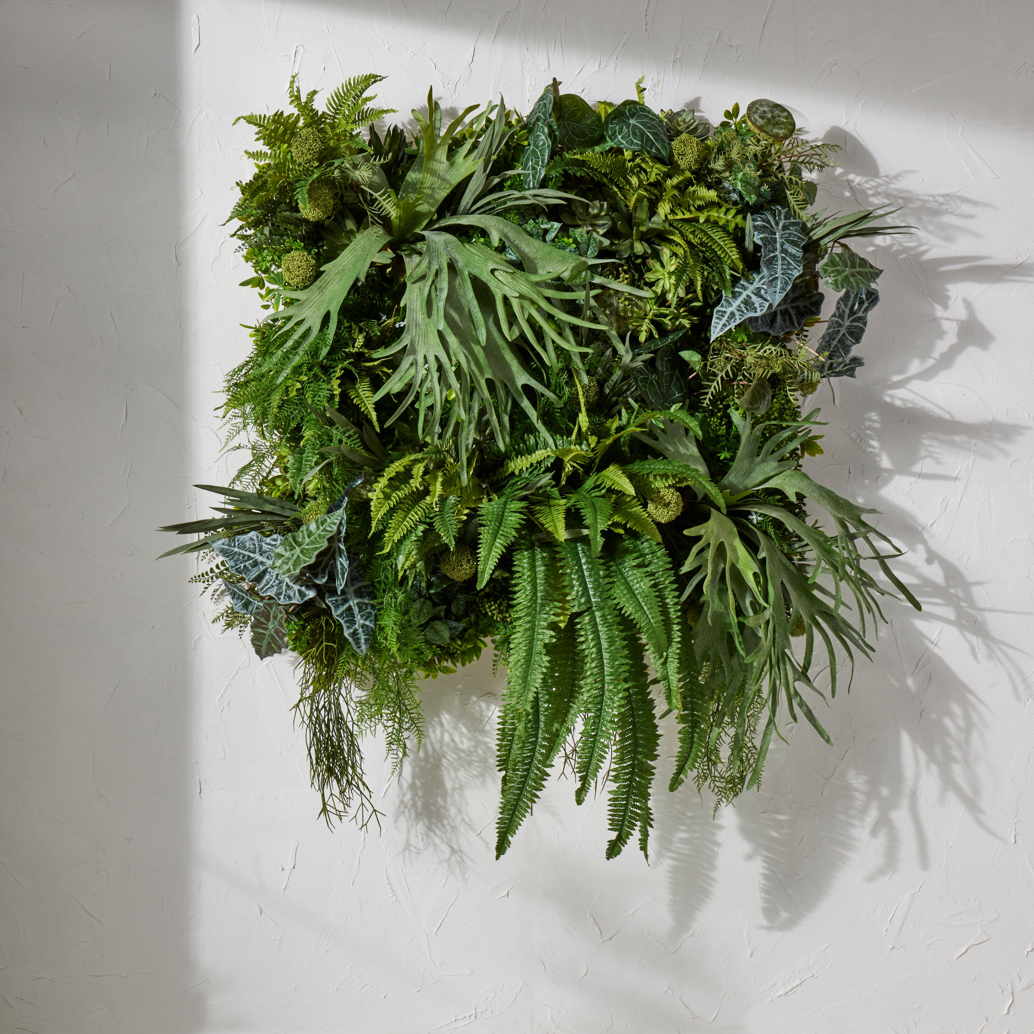 Rogue Maiden Hair Fern 45cm