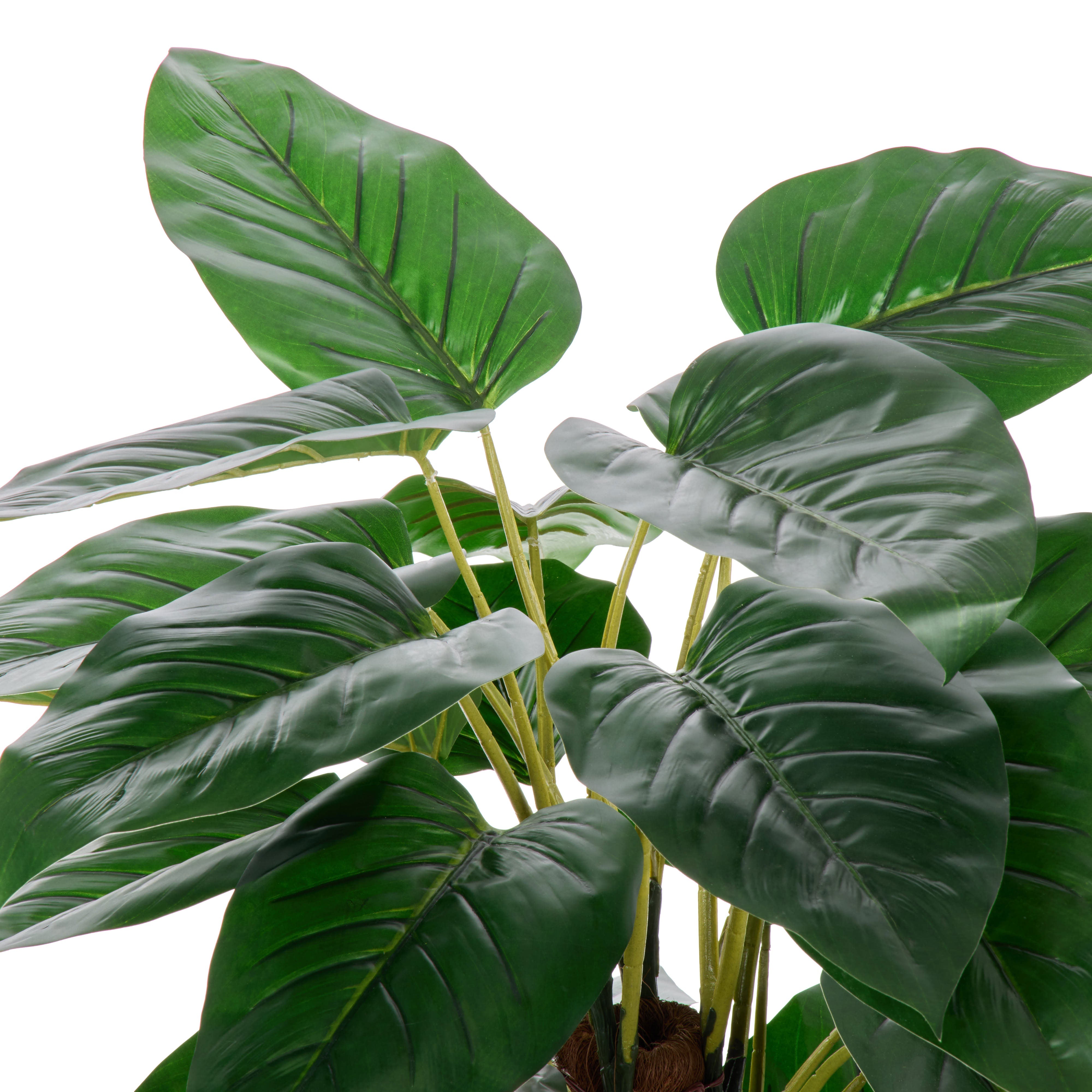 Rogue Philodendron - Trillium UV
