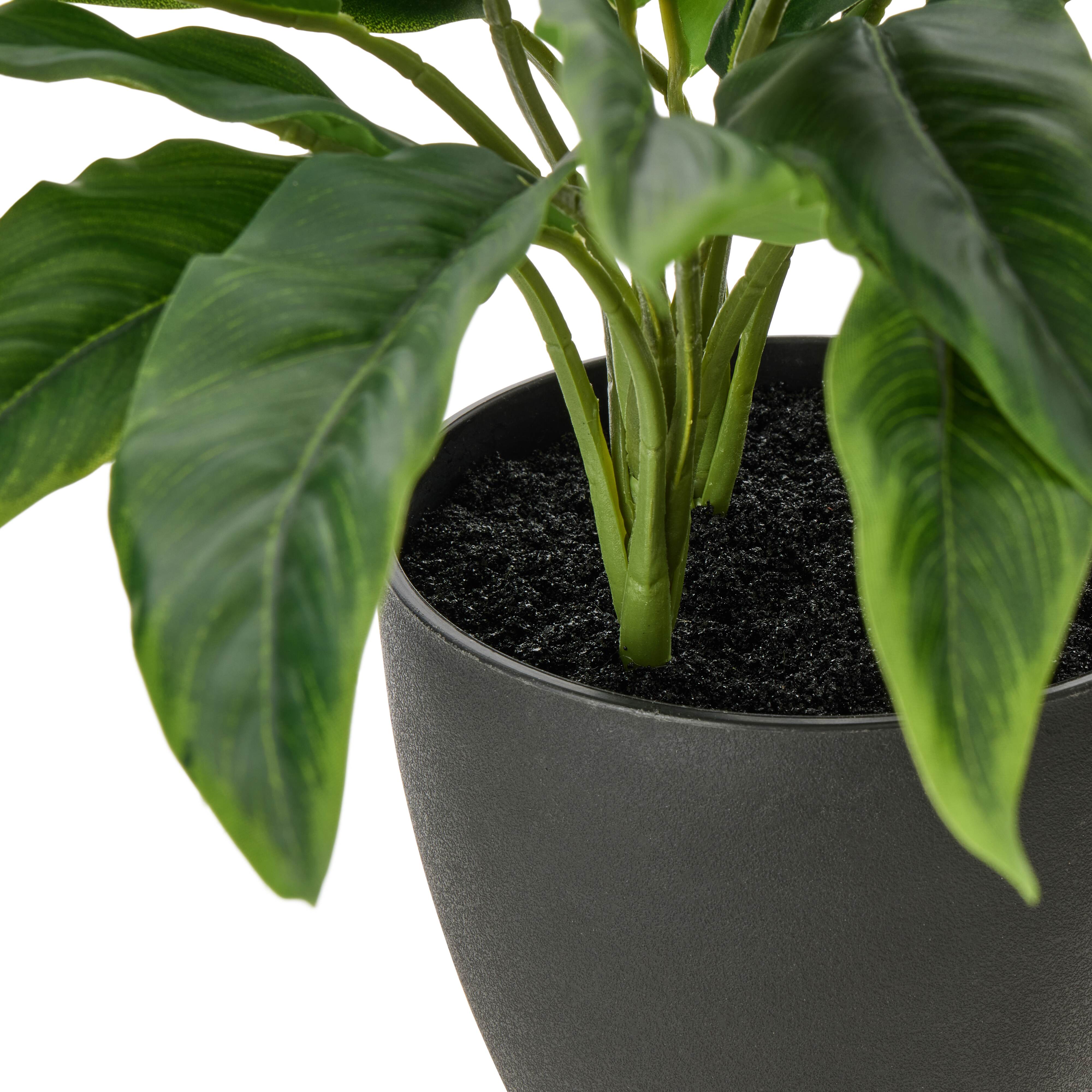 Rogue Sacred Lily Pot 40cm