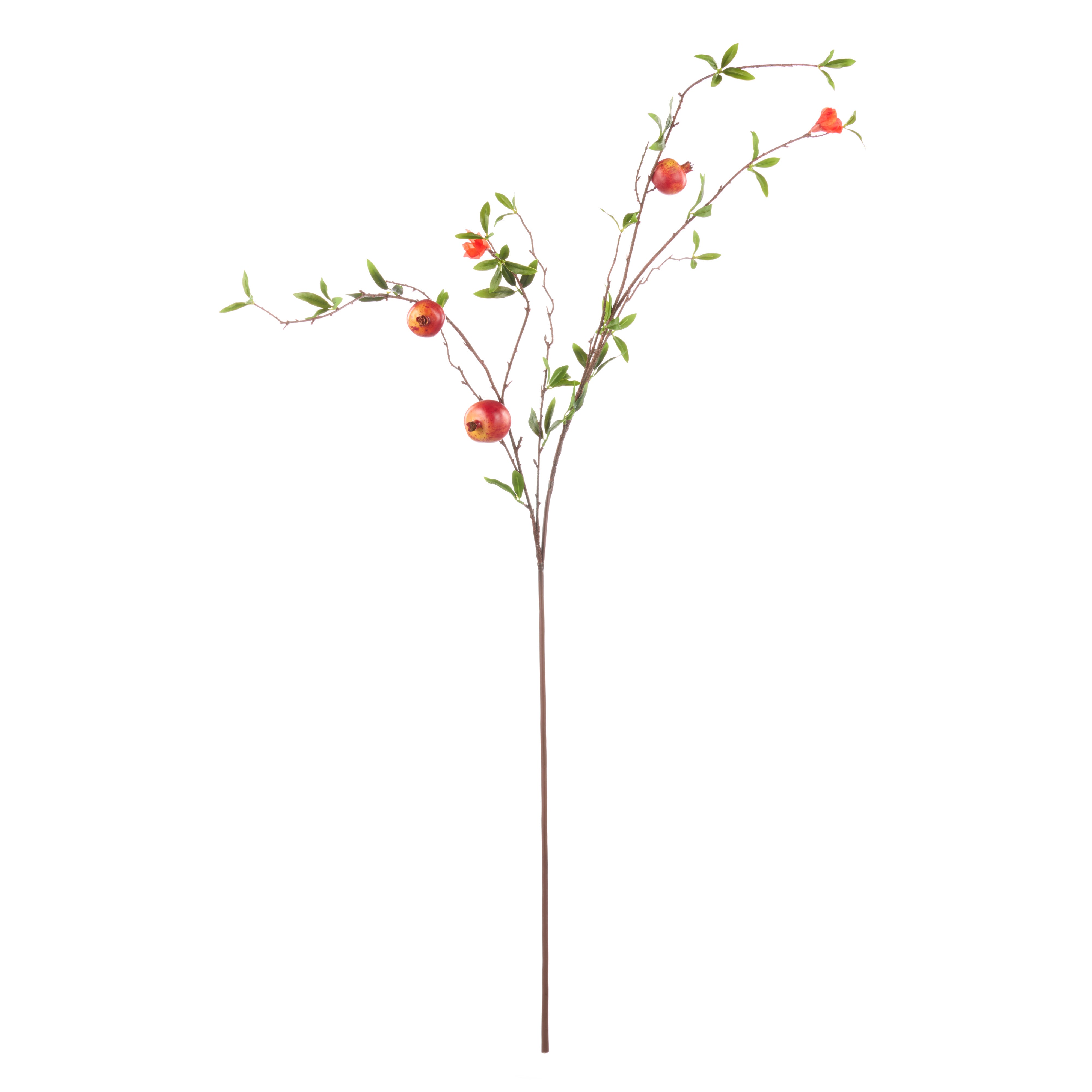 Rogue Weeping Pomegranate
