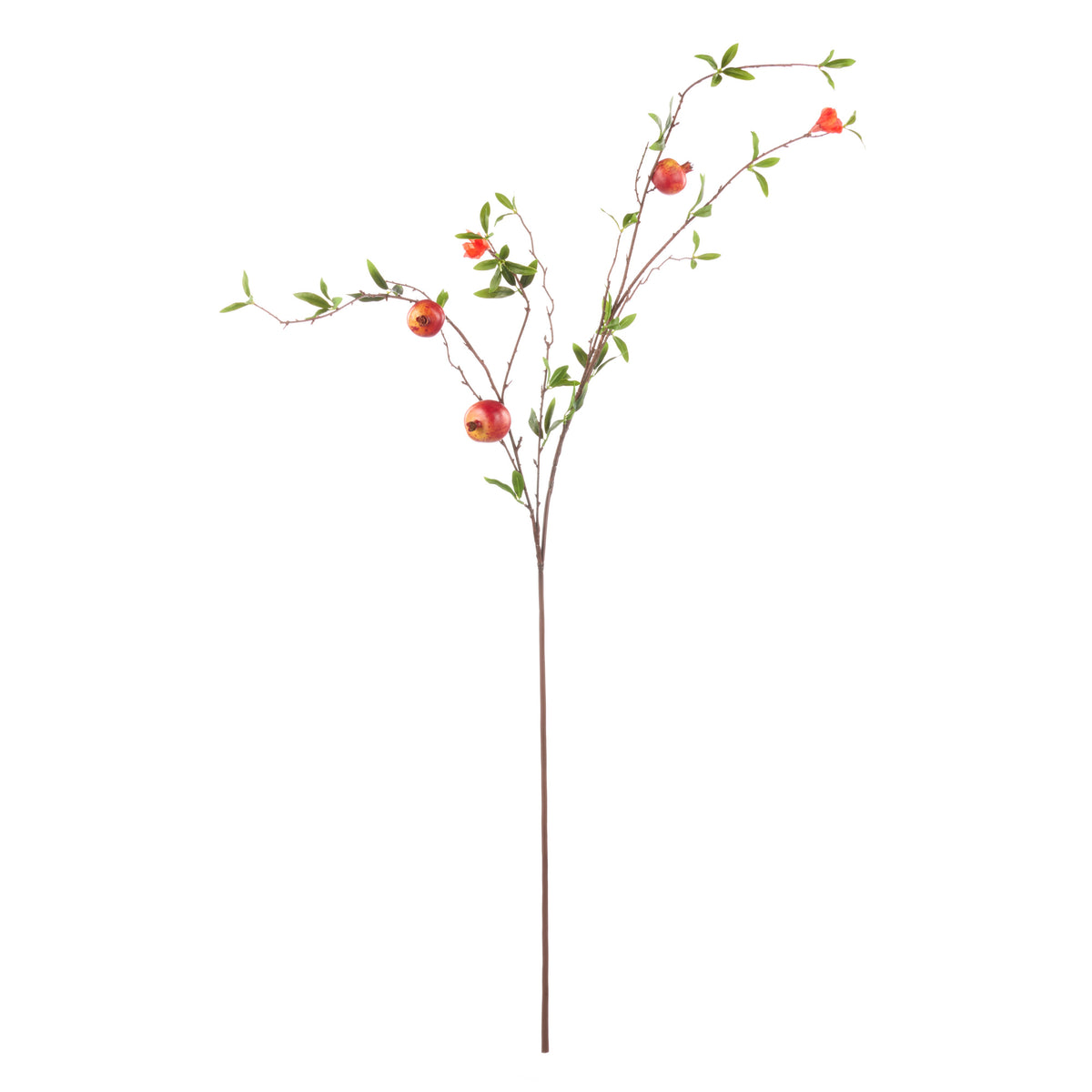 Rogue Weeping Pomegranate