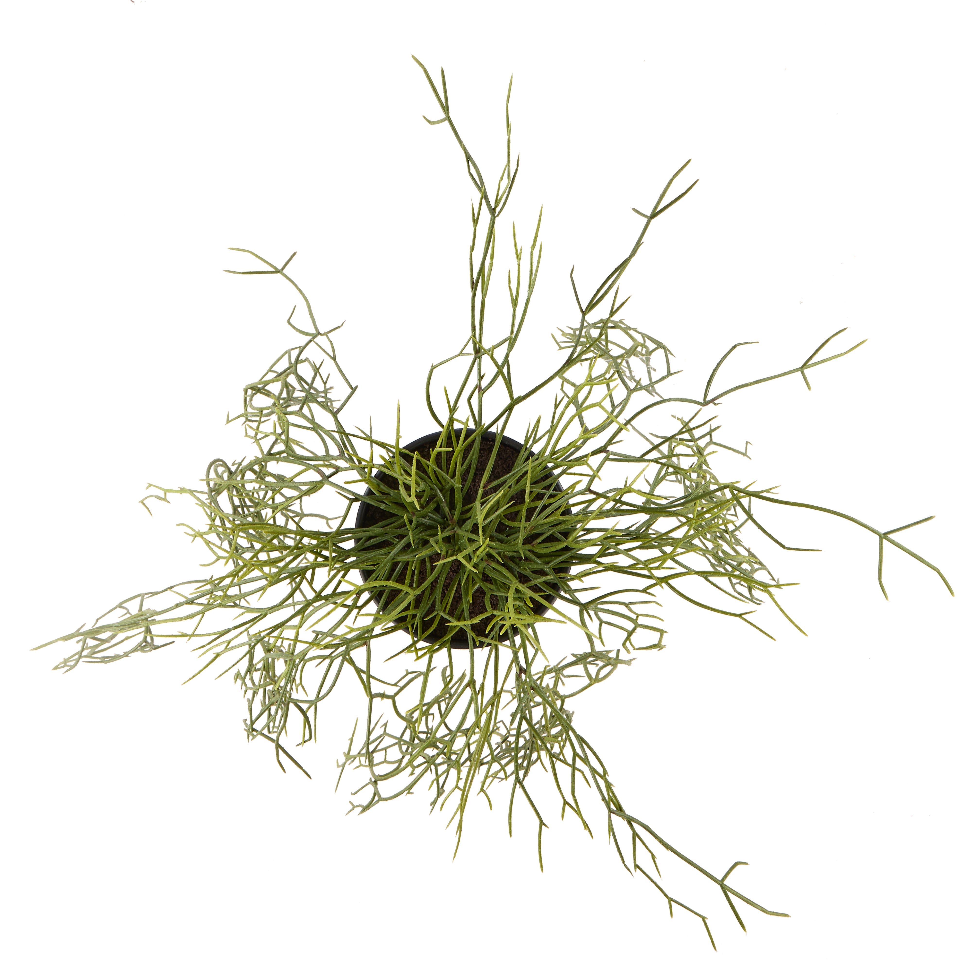 Rogue Mistletoe Cactus Hanging - Garden Pot Green