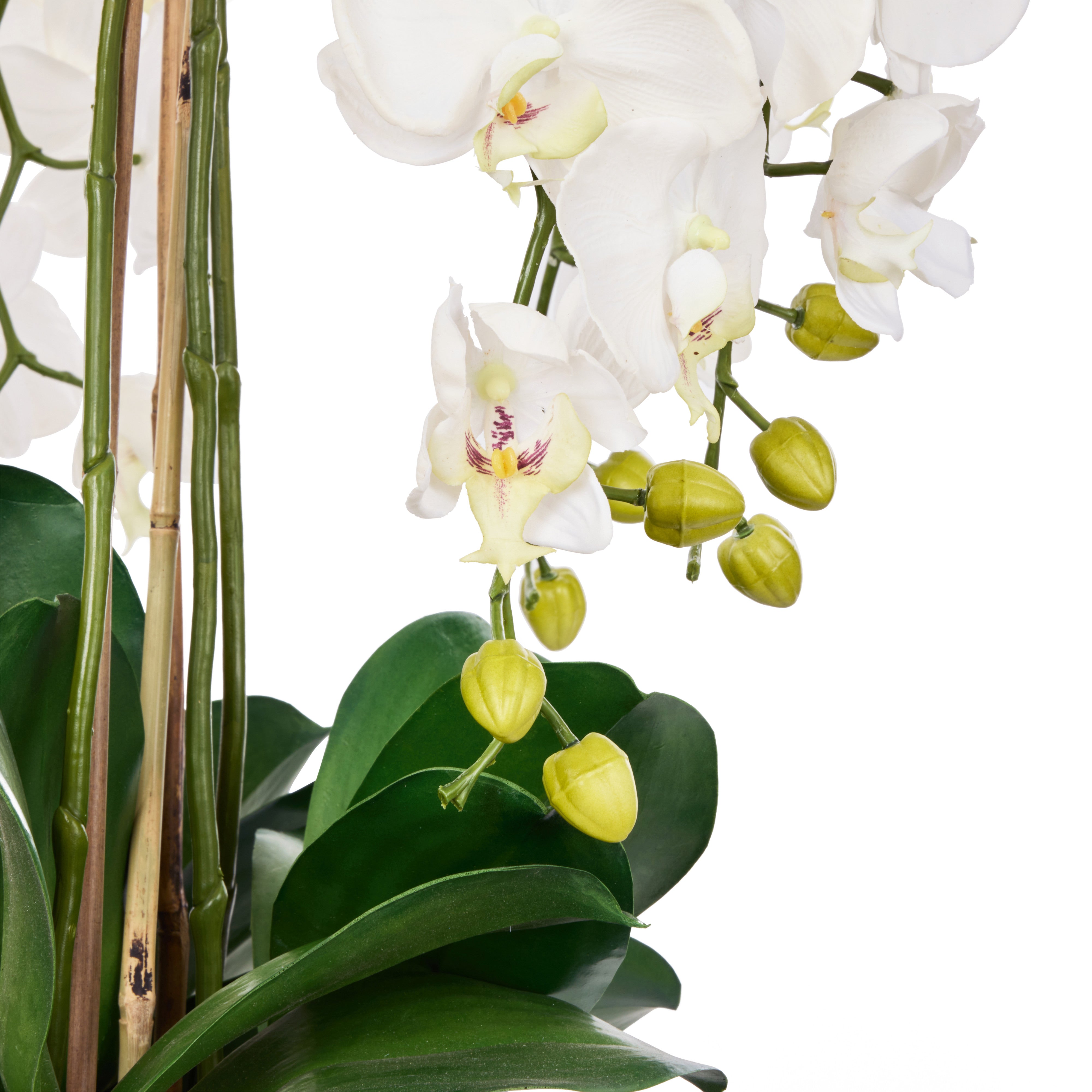 Rogue Phalaenopsis Full - Dahlia Bowl White & Glass 83cm