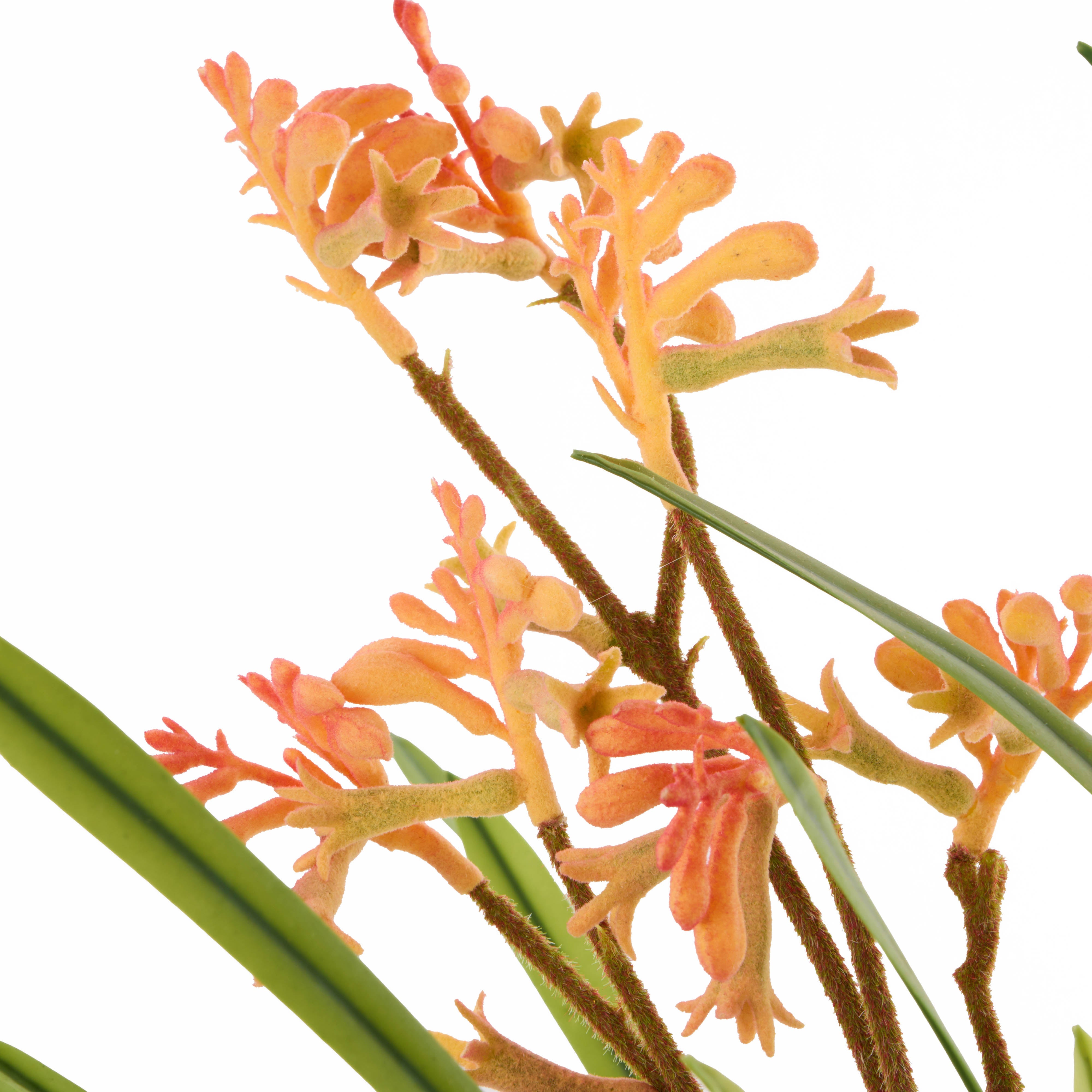 Rogue Kangaroo Paw - Maliah Pot Yellow 76cm