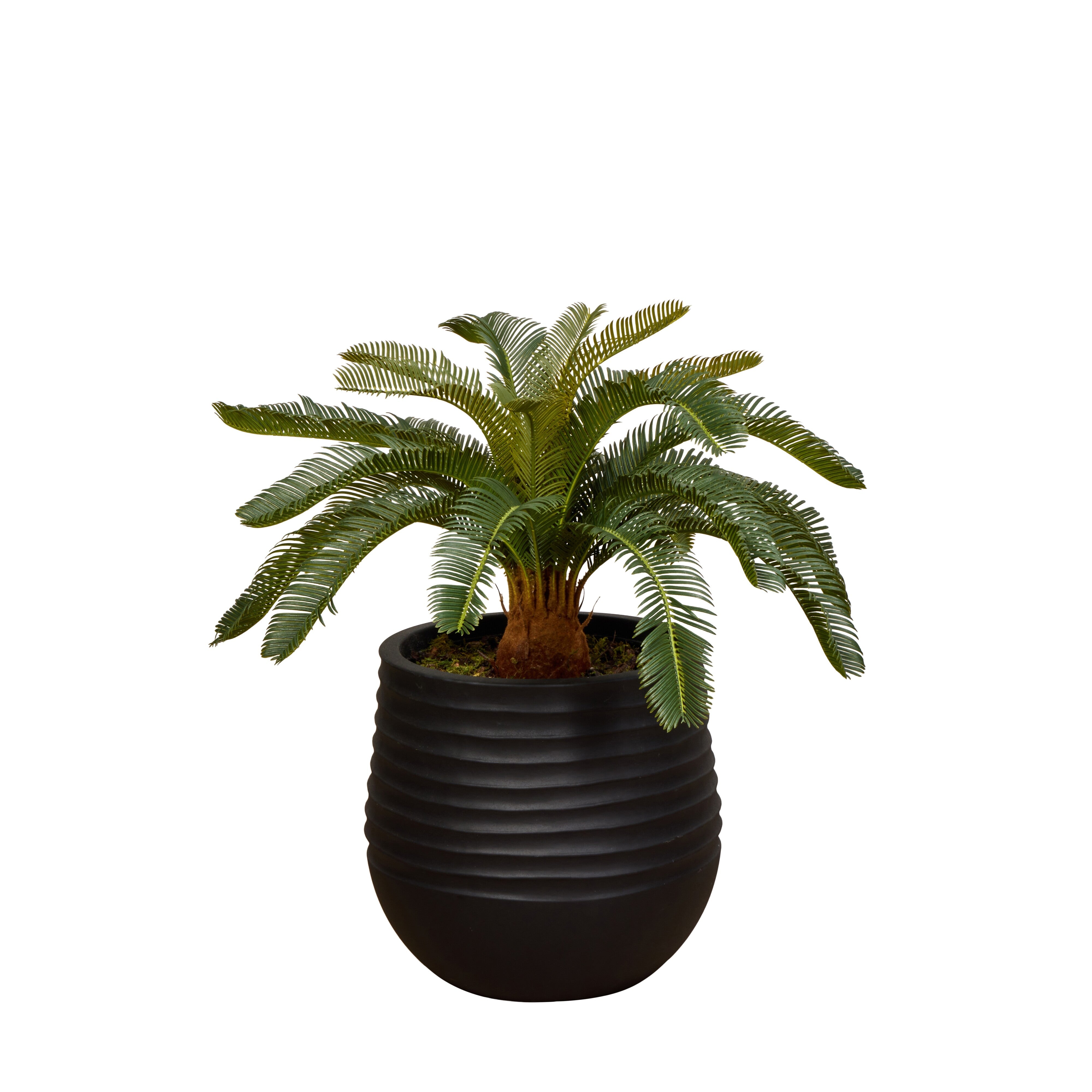 Rogue Cycas Plant - Ryker Planter Green & Brown 79 x 76cm