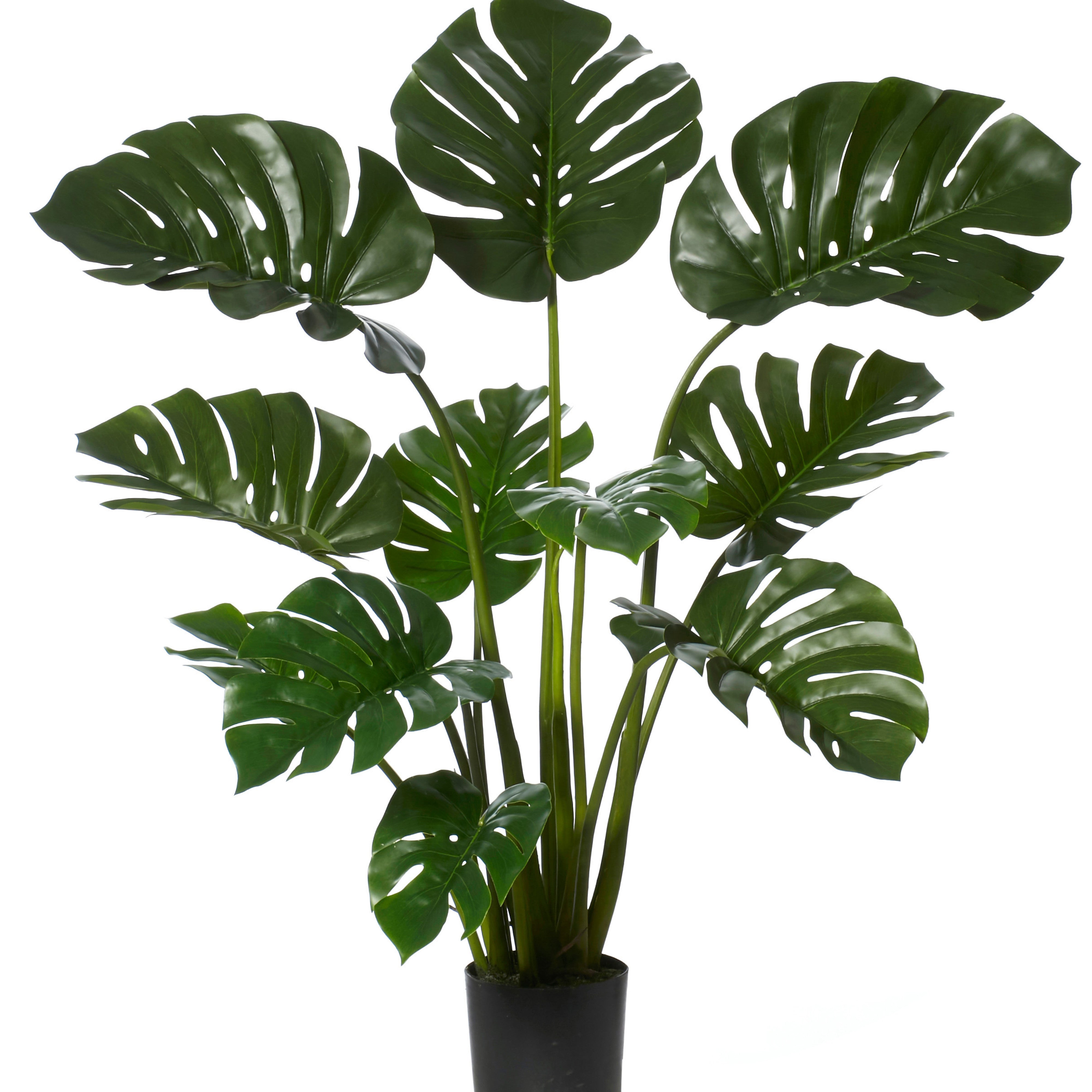 Rogue Monstera Plant - Garden Pot Green/Black 122cm
