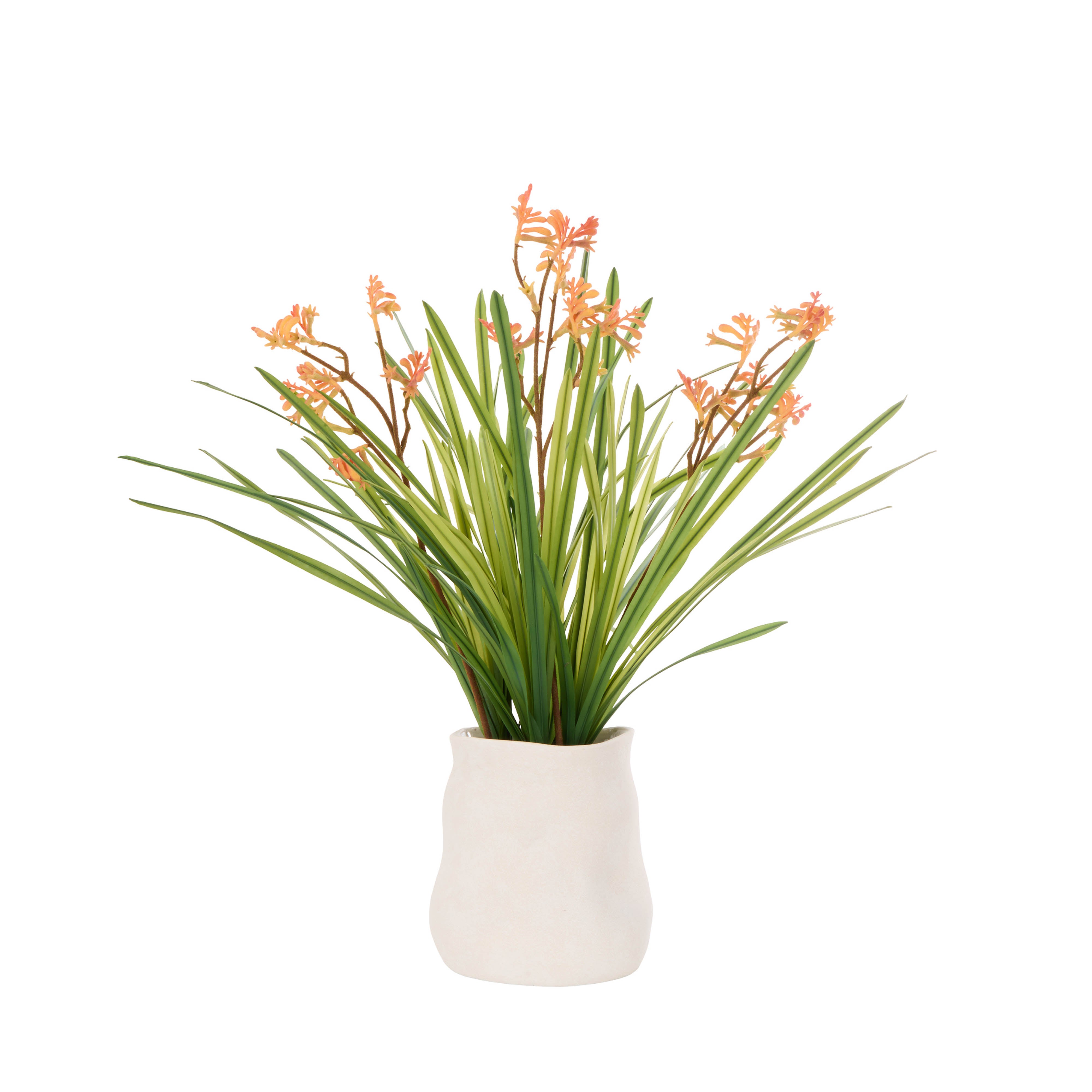 Rogue Kangaroo Paw - Maliah Pot Yellow 76cm