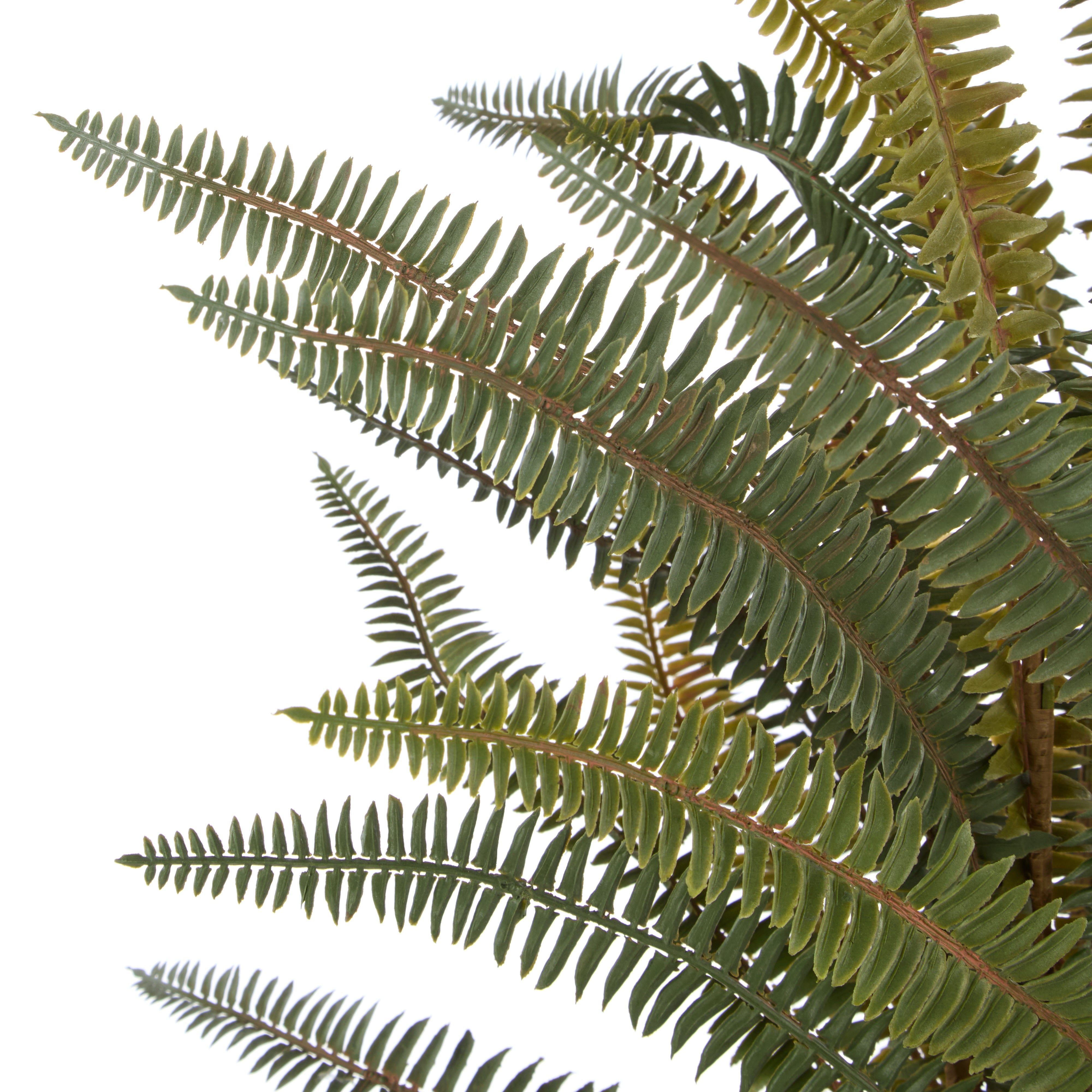 Rogue Boston Fern Pot 71cm