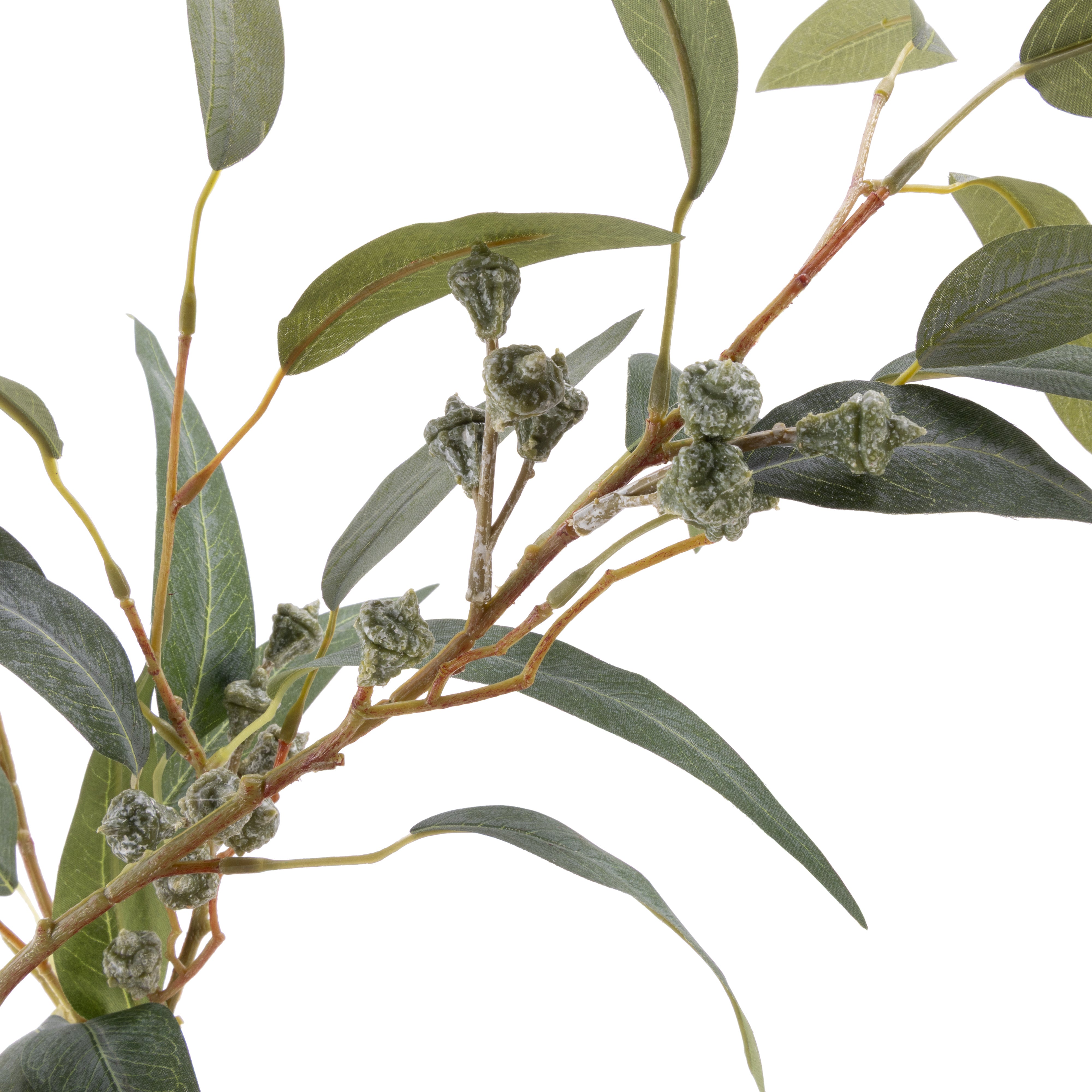 Rogue Eucalyptus Gumnut Tree - Garden Pot 170cm