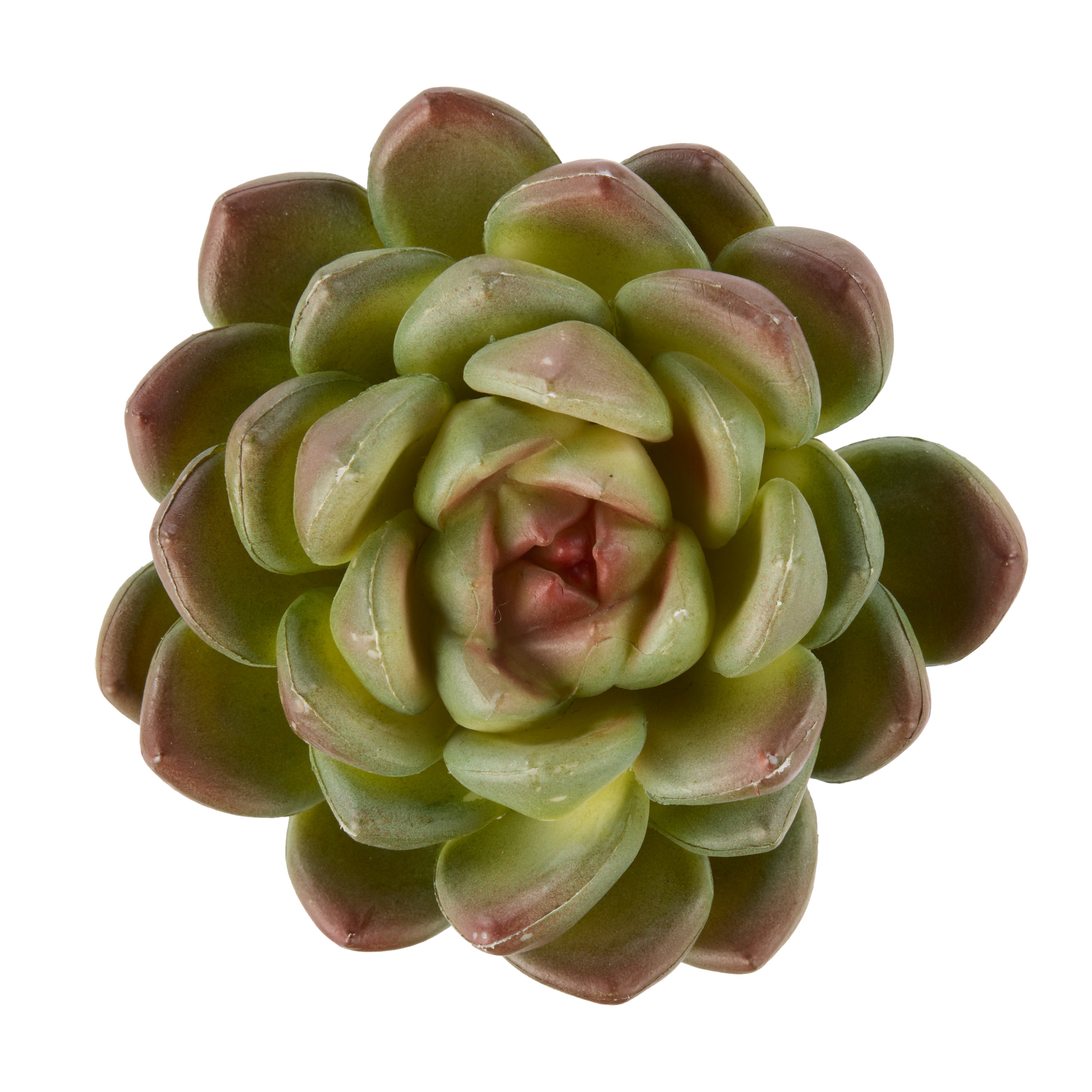 Rogue Echeveria 13cm