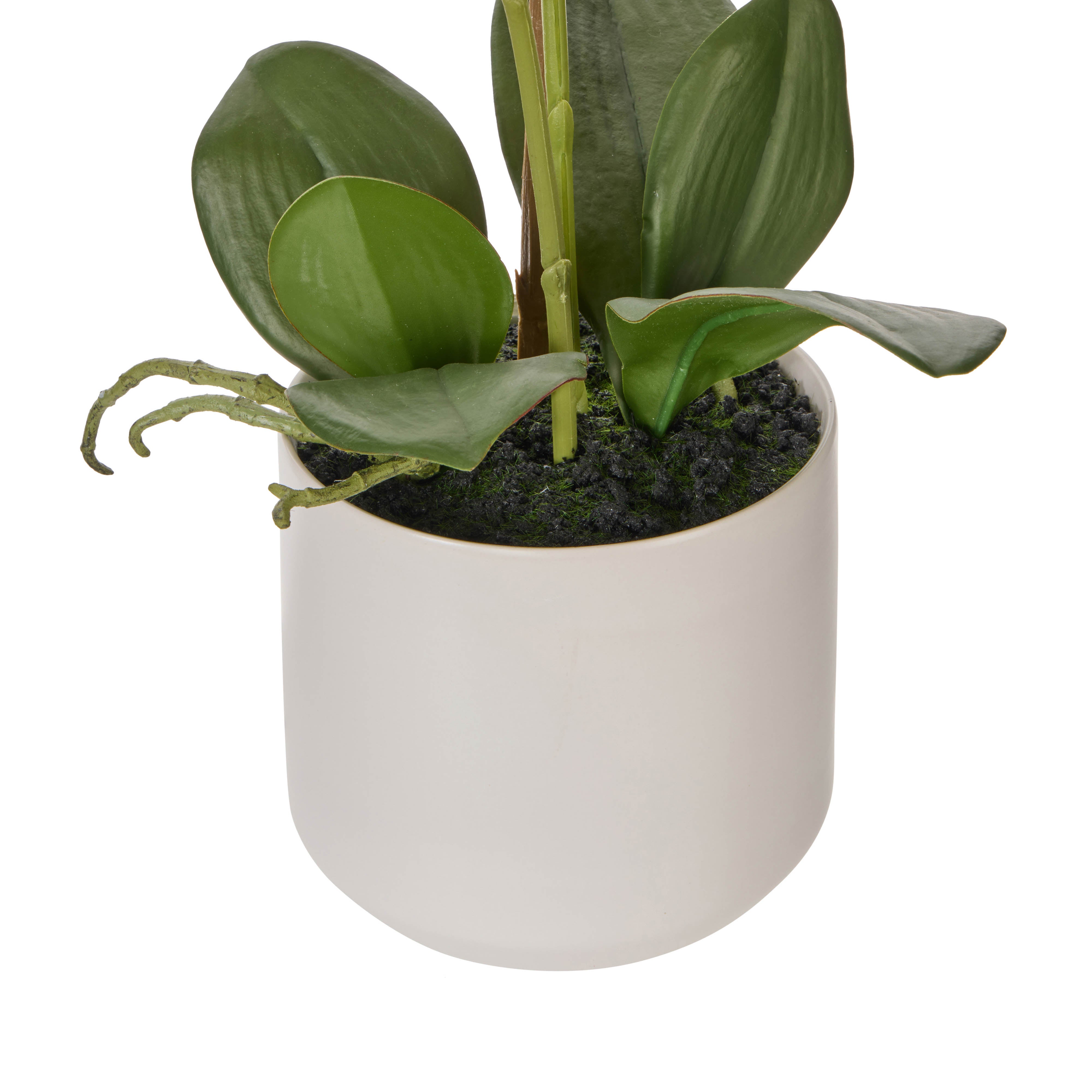 Rogue Phalaenopsis Orchid Pot Purple 56cm