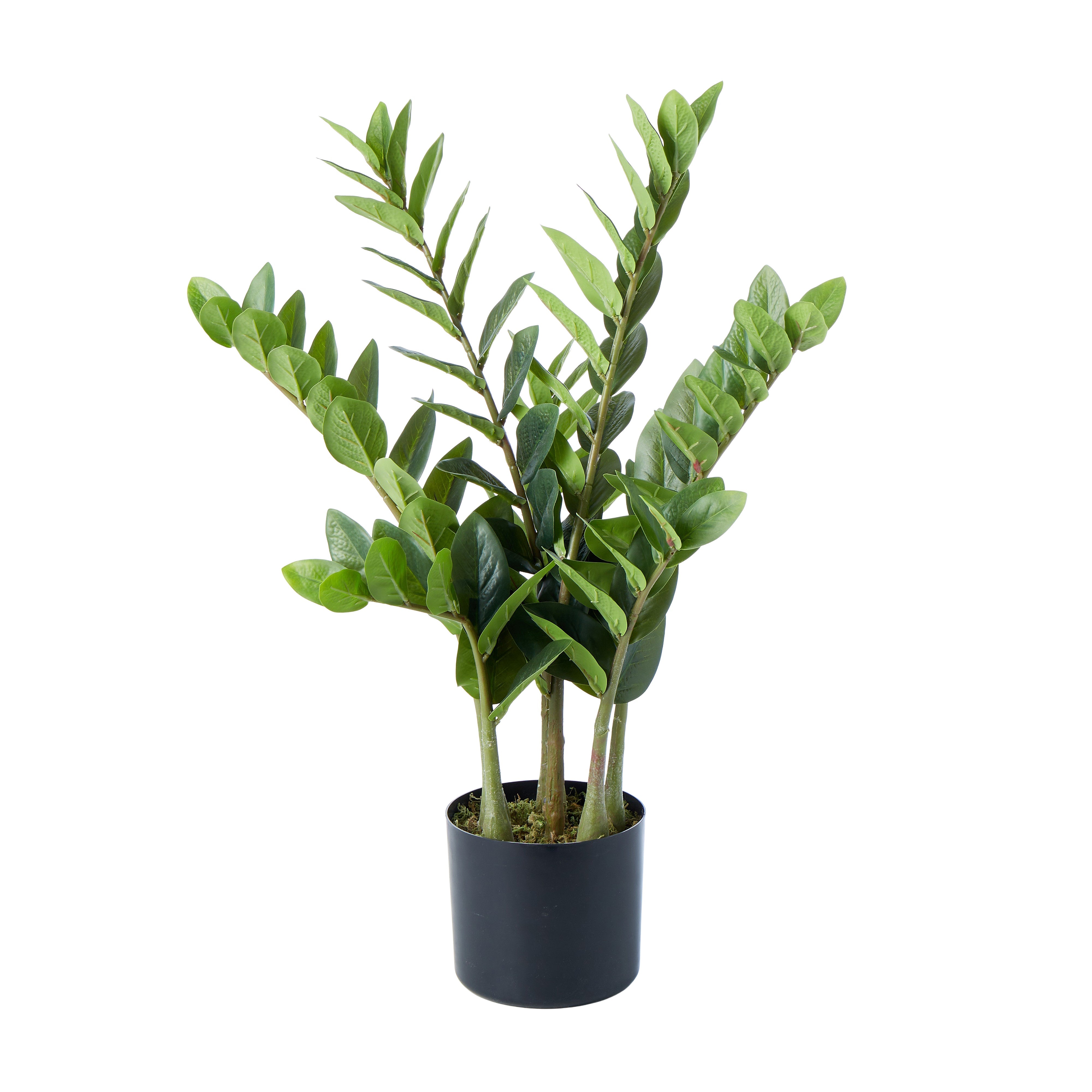 Rogue Zanzibar Gem - Garden Pot 60cm