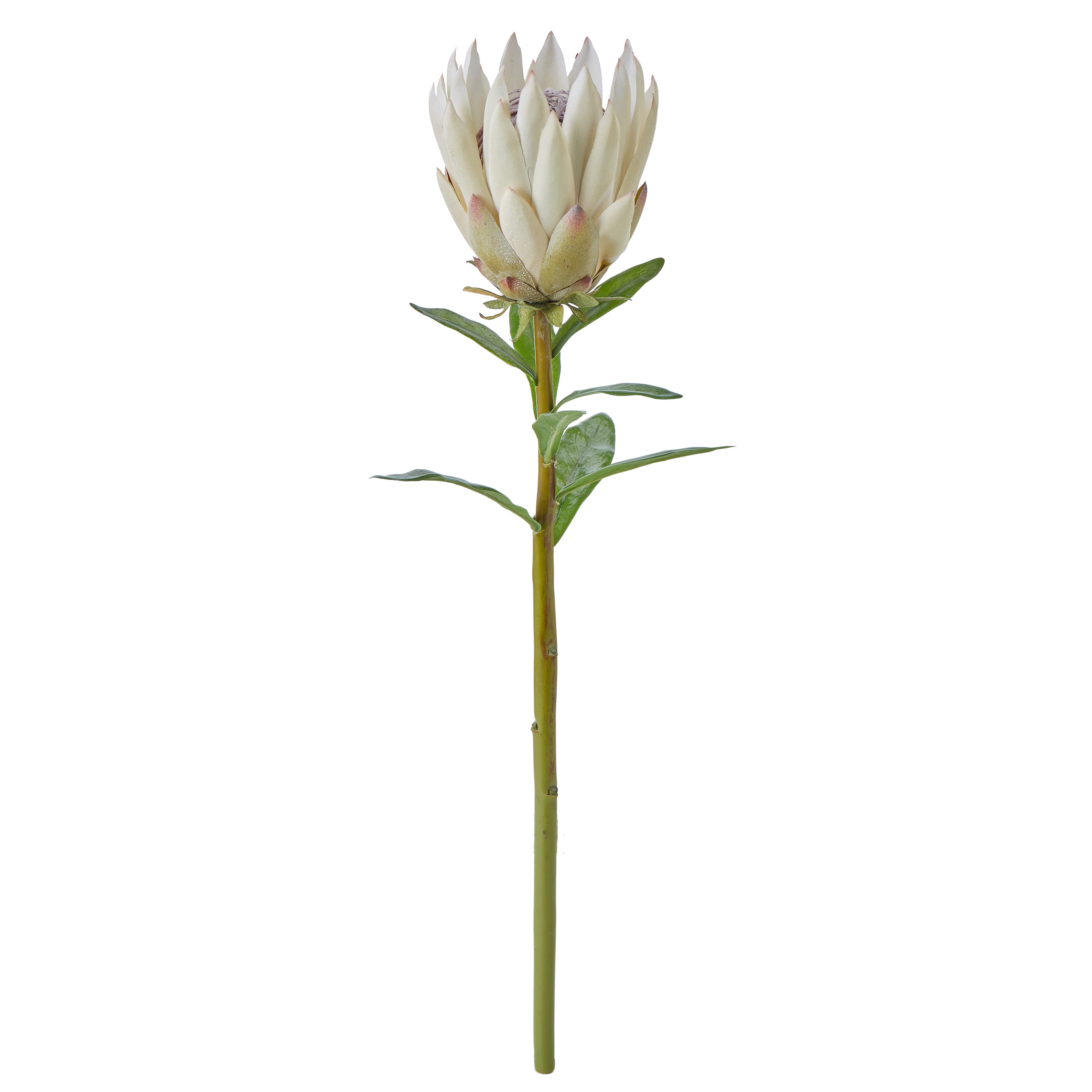 Rogue Protea Spray