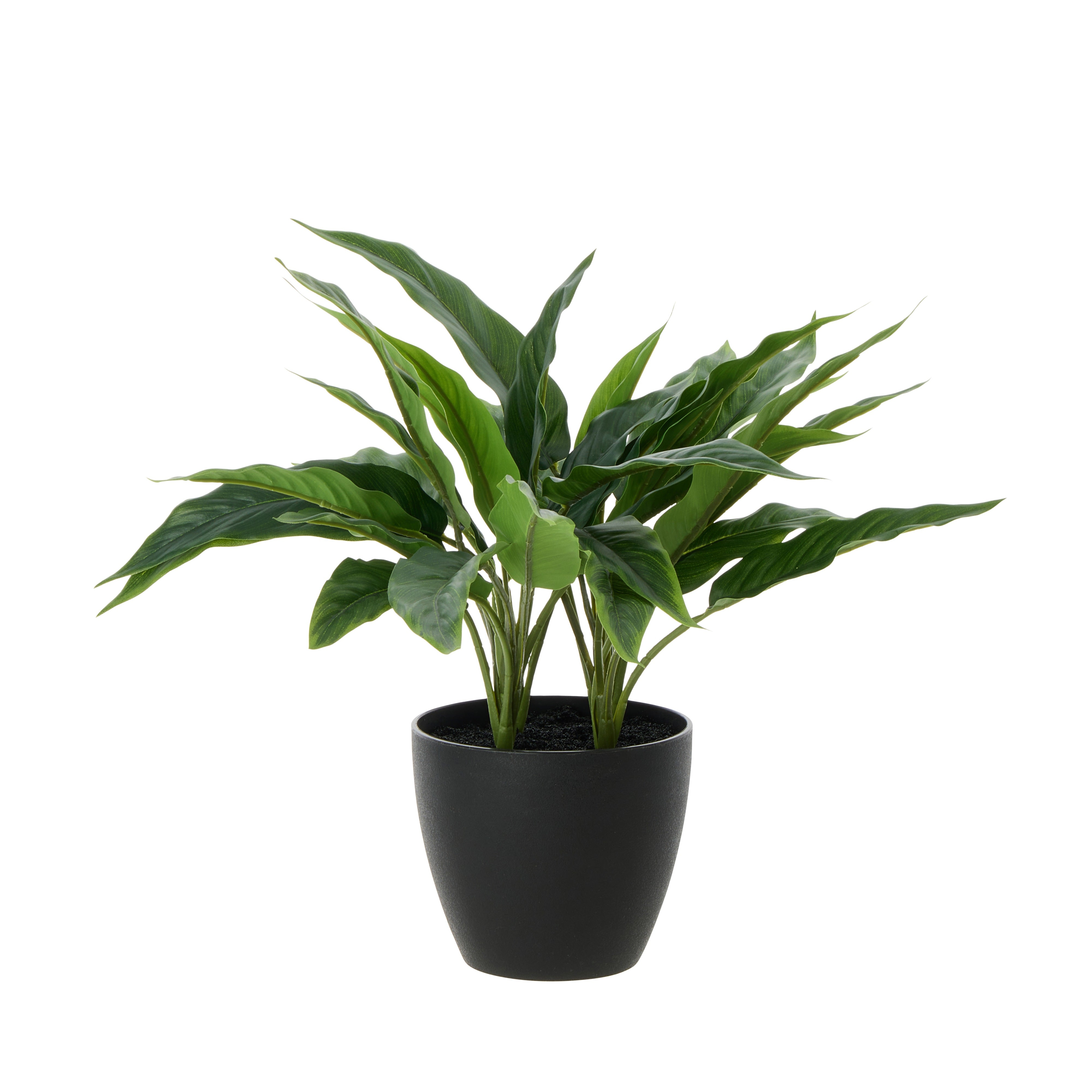 Rogue Sacred Lily Pot 40cm