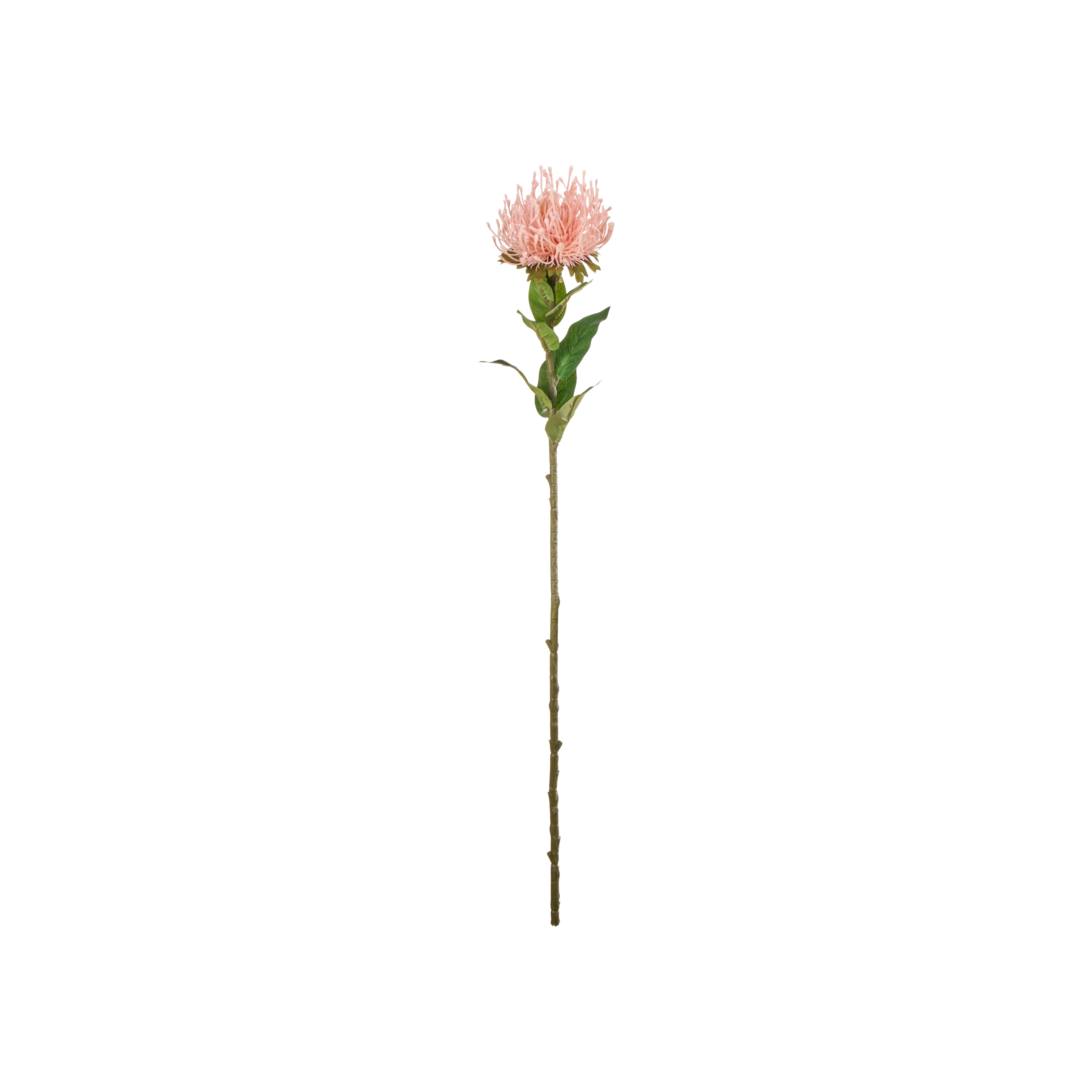 Rogue Pincushion Stem Pink 73cm