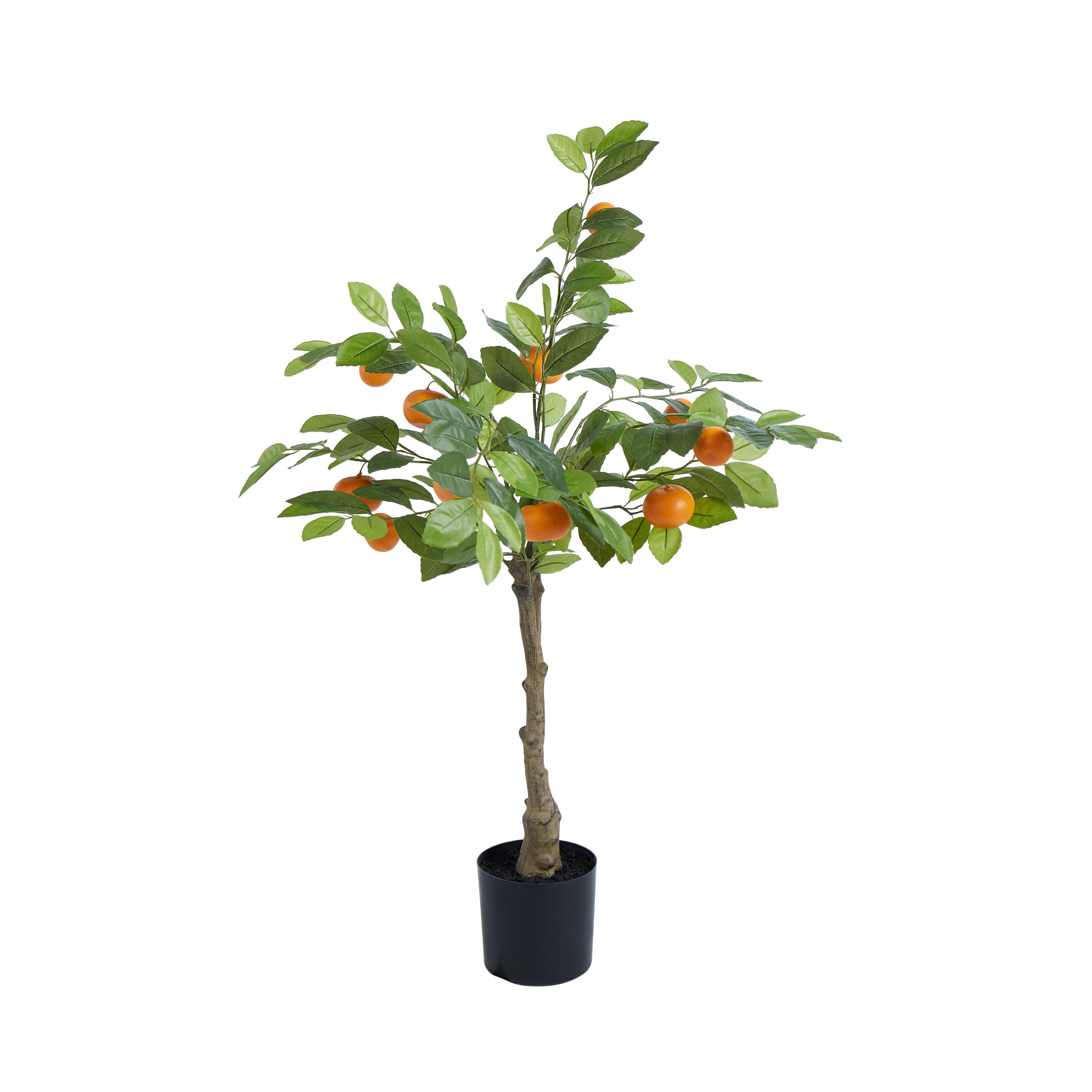 Rogue Cumquat Tree