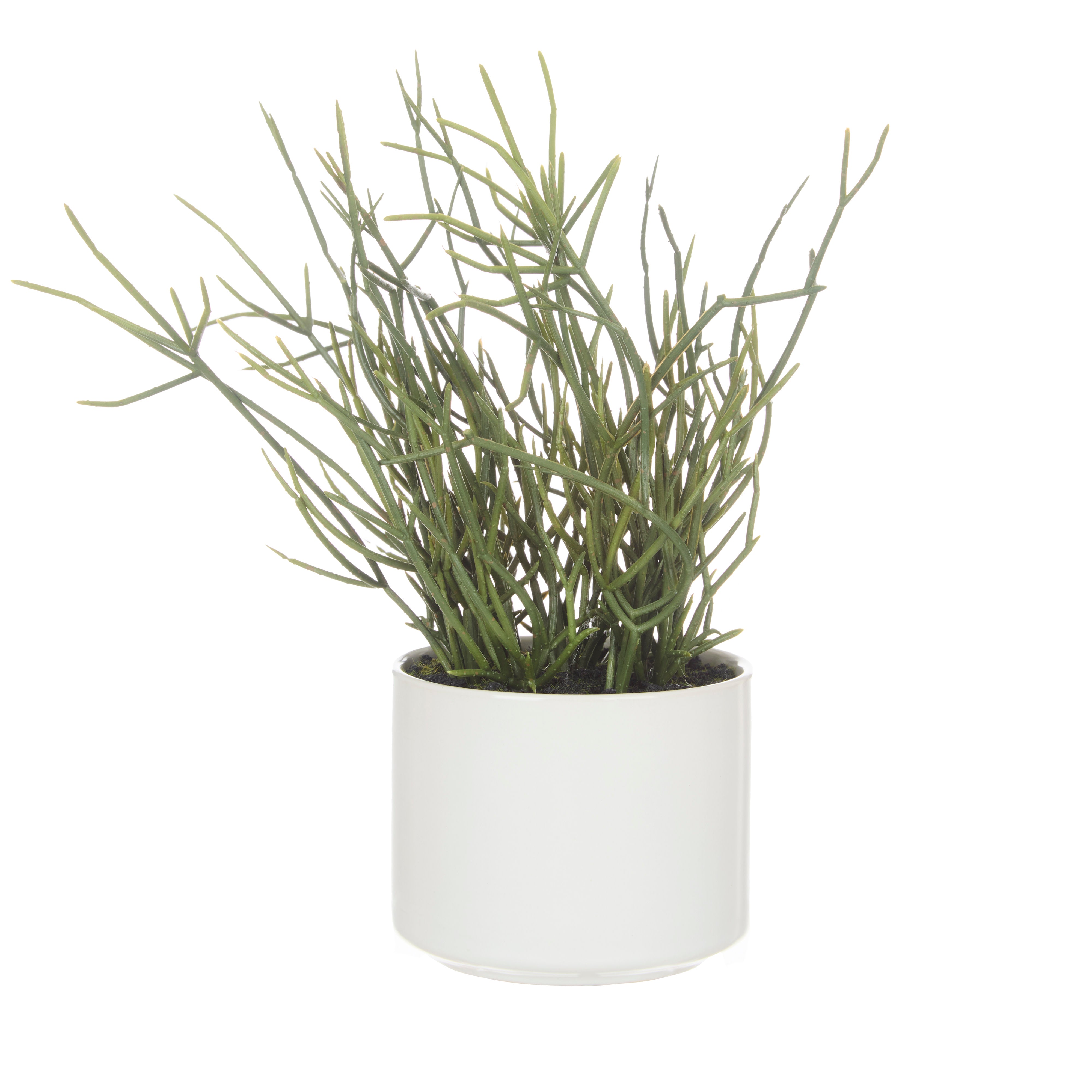 Rogue Mistletoe Cactus Pot 23cm