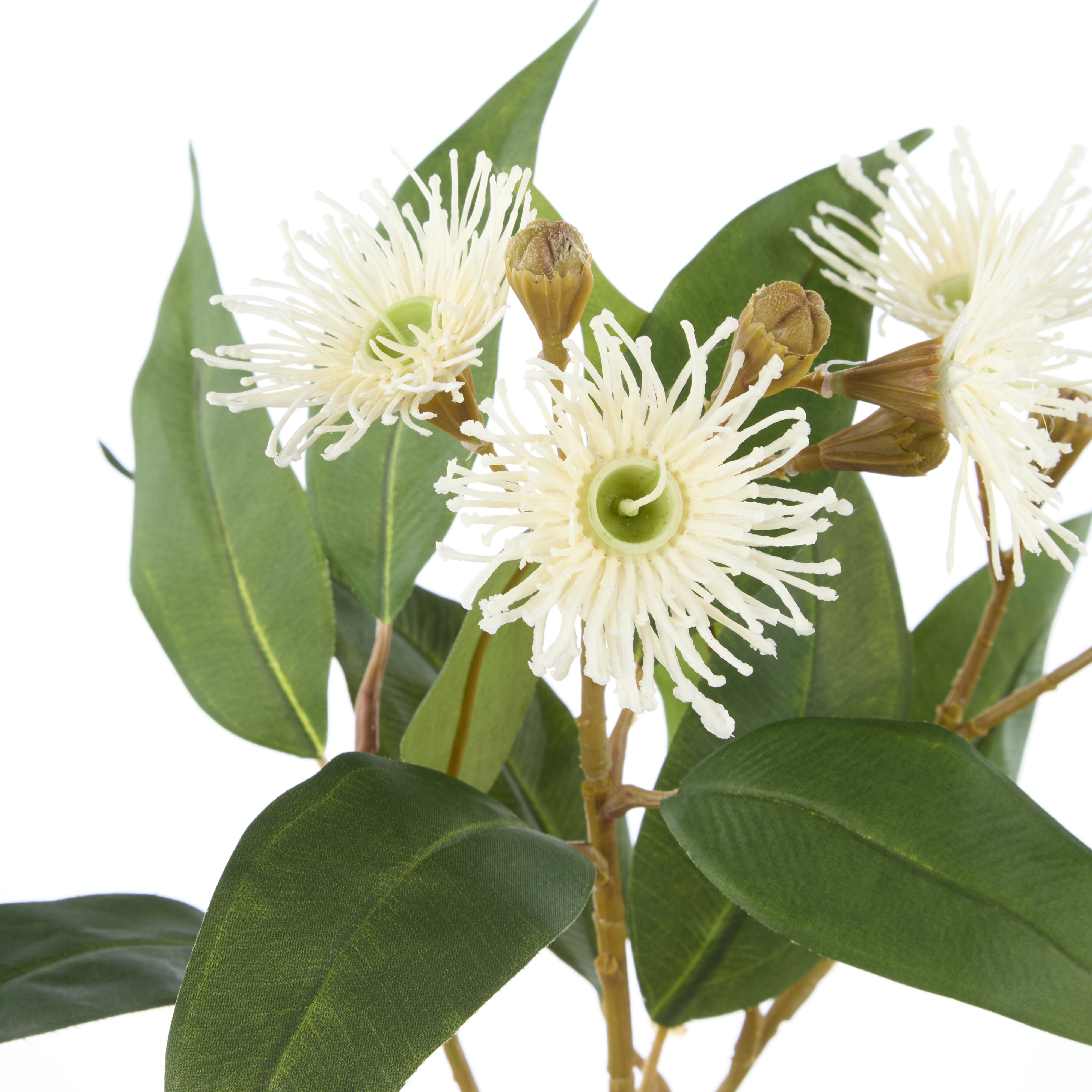 Rogue Eucalyptus Flower Spray White