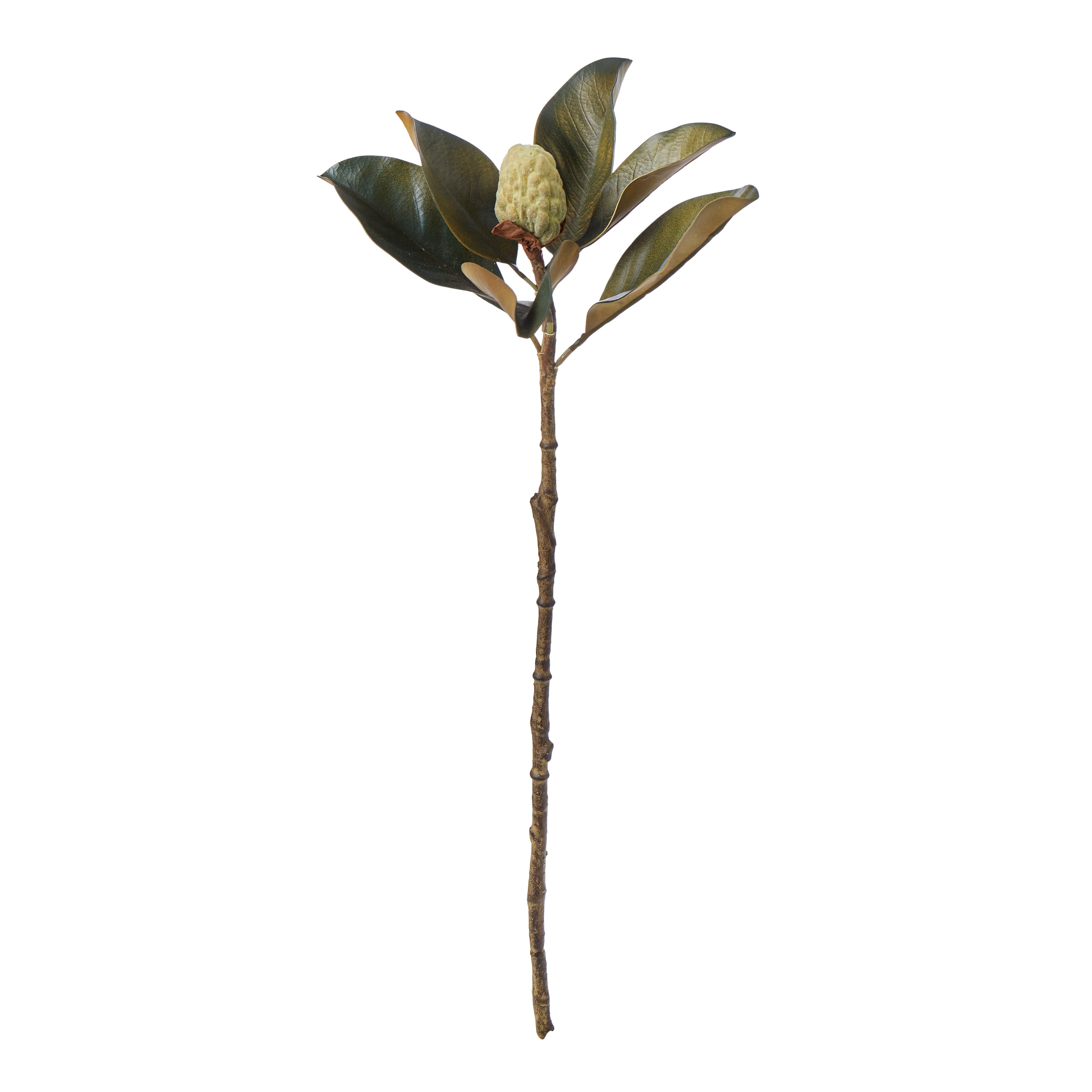 Rogue Magnolia Bud Foliage