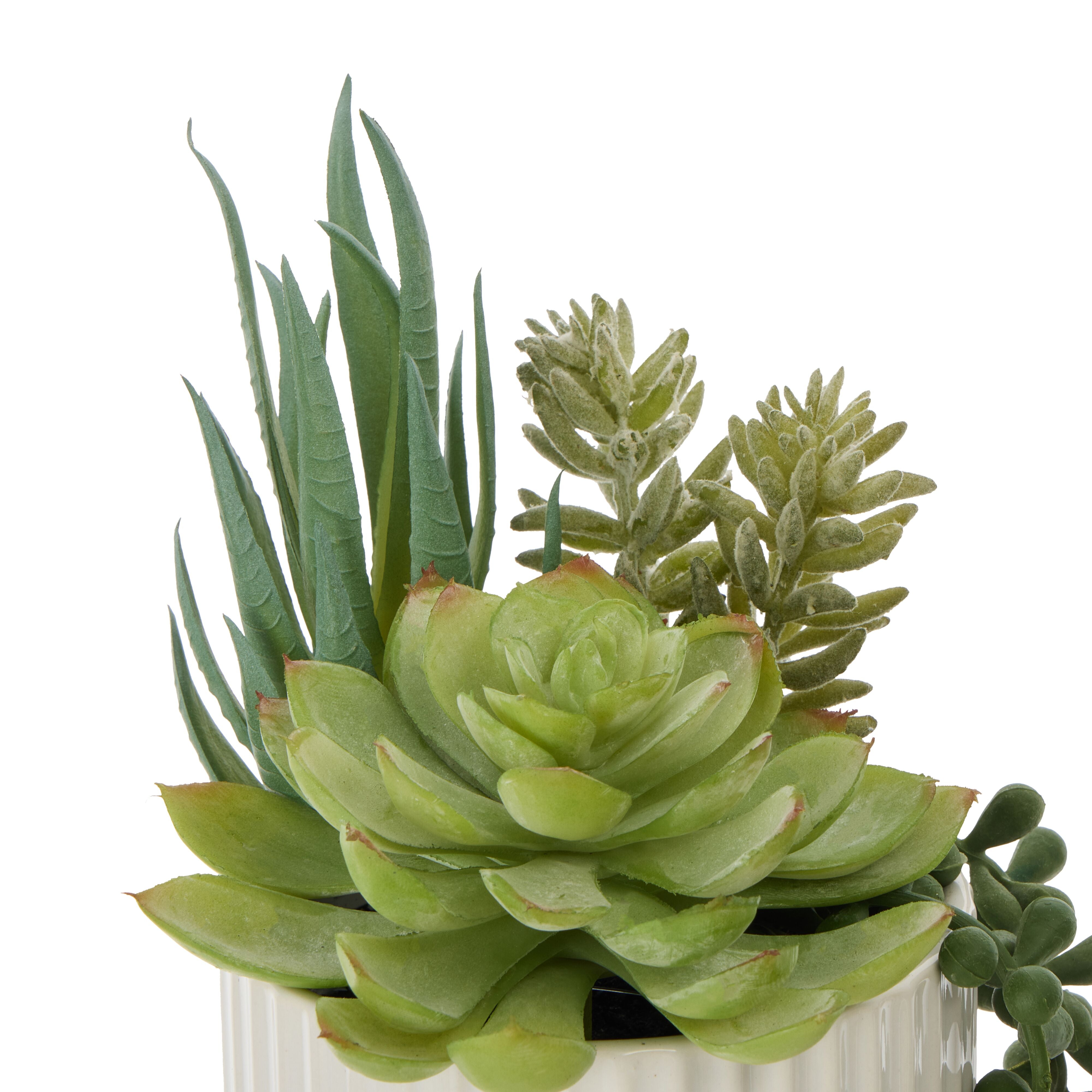 Rogue Aloe Succulent Mix Pot Green & White