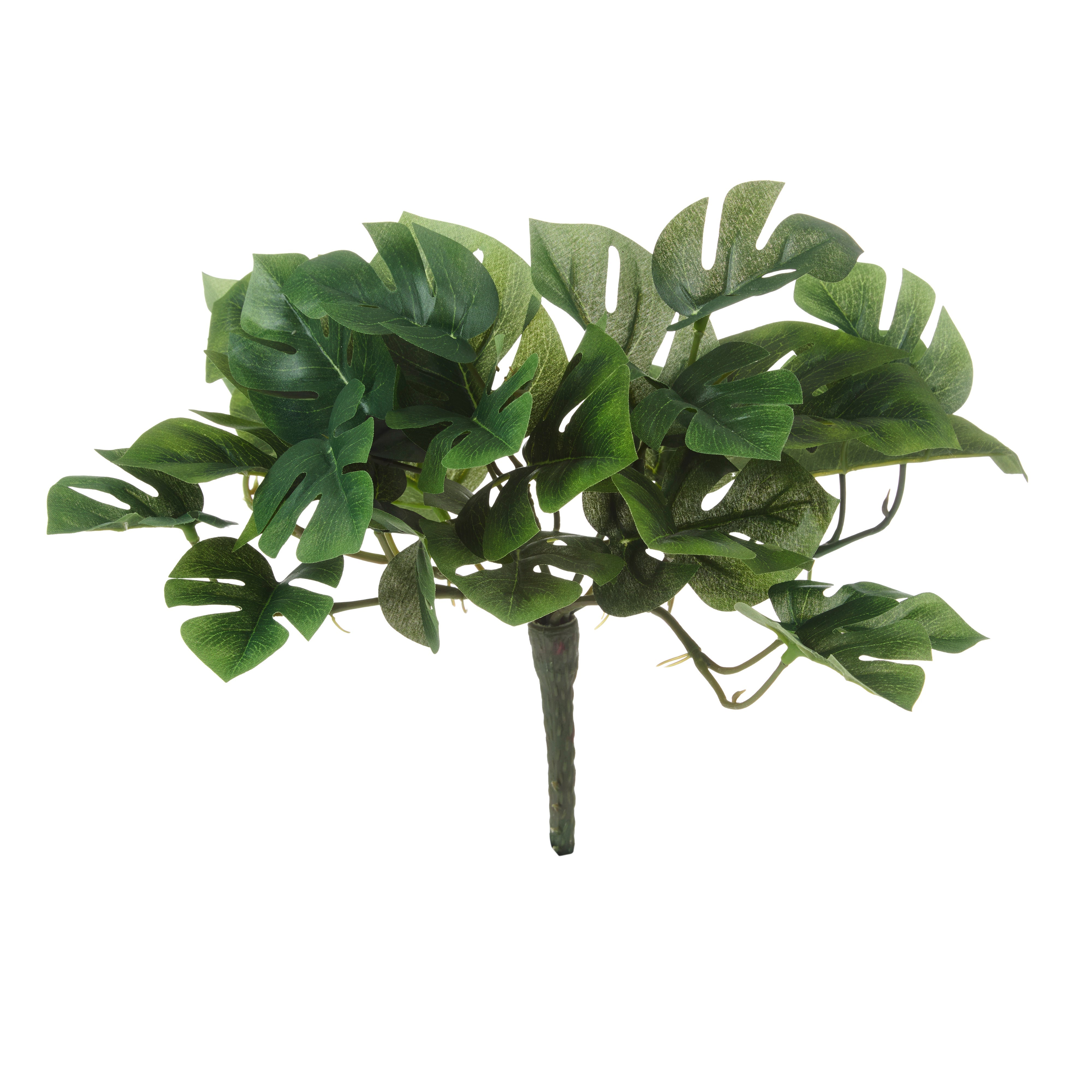 Rogue Monstera Bush