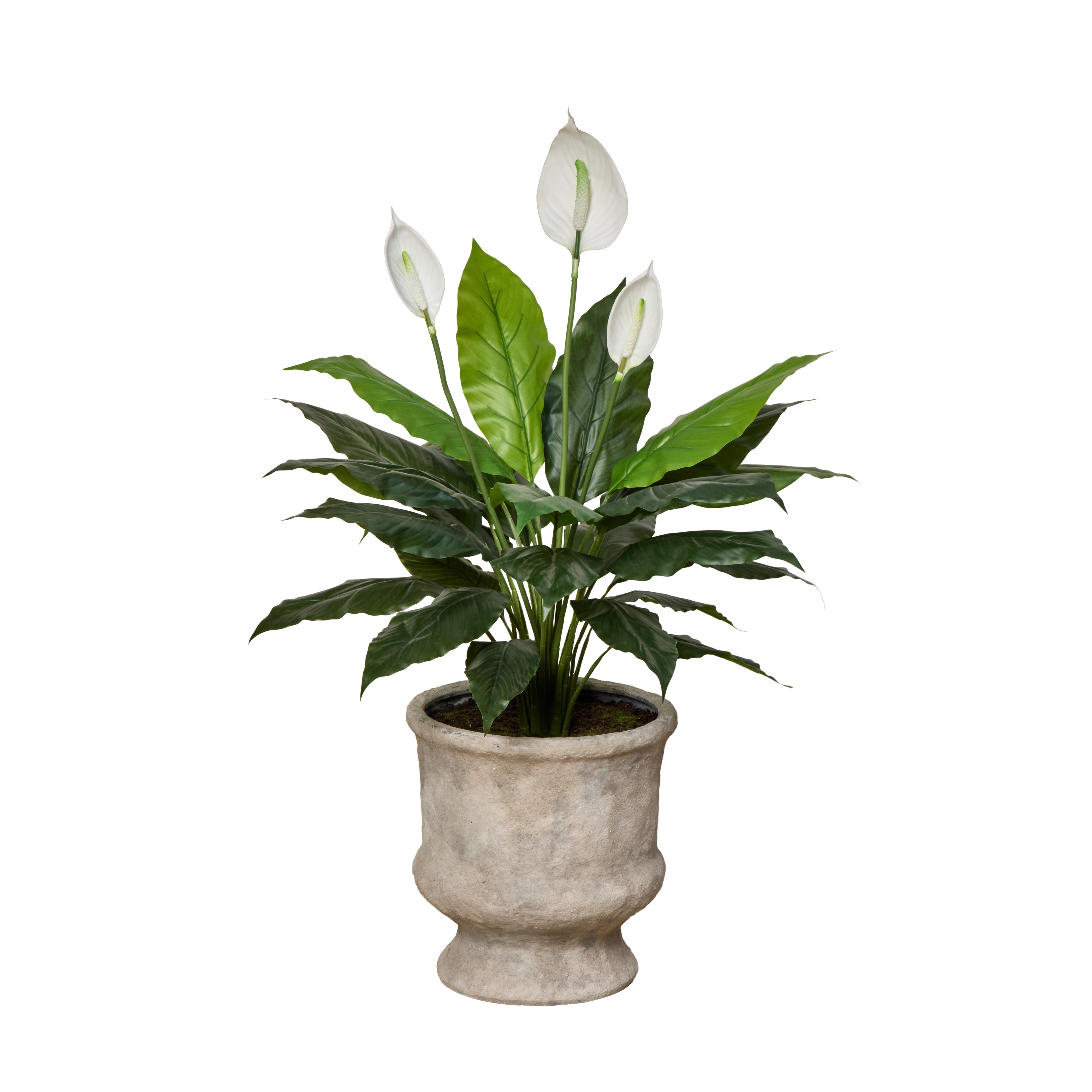 Rogue Peace Lily - Lille Planter Green & White 108cm