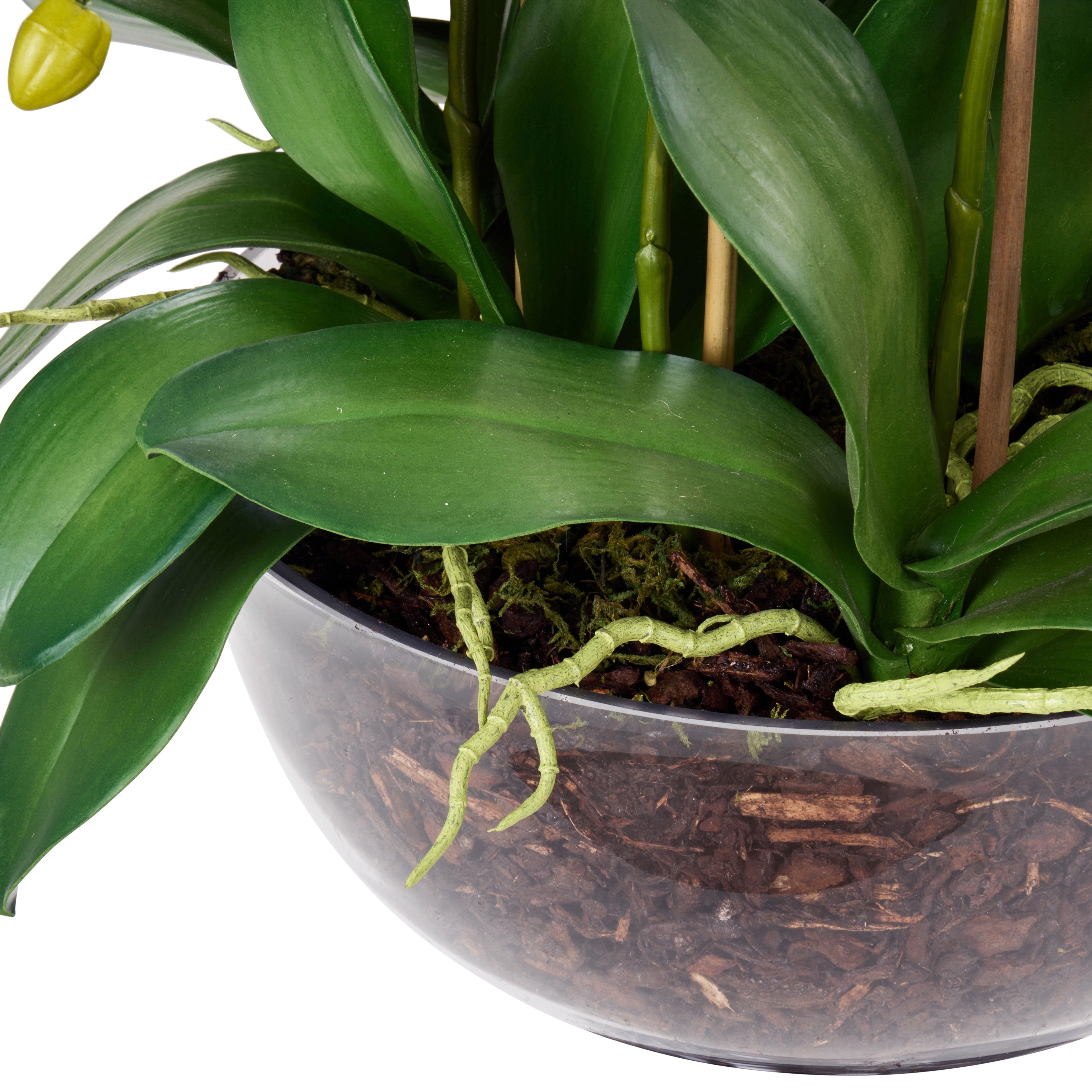Rogue Phalaenopsis Full - Dahlia Bowl White & Glass 83cm