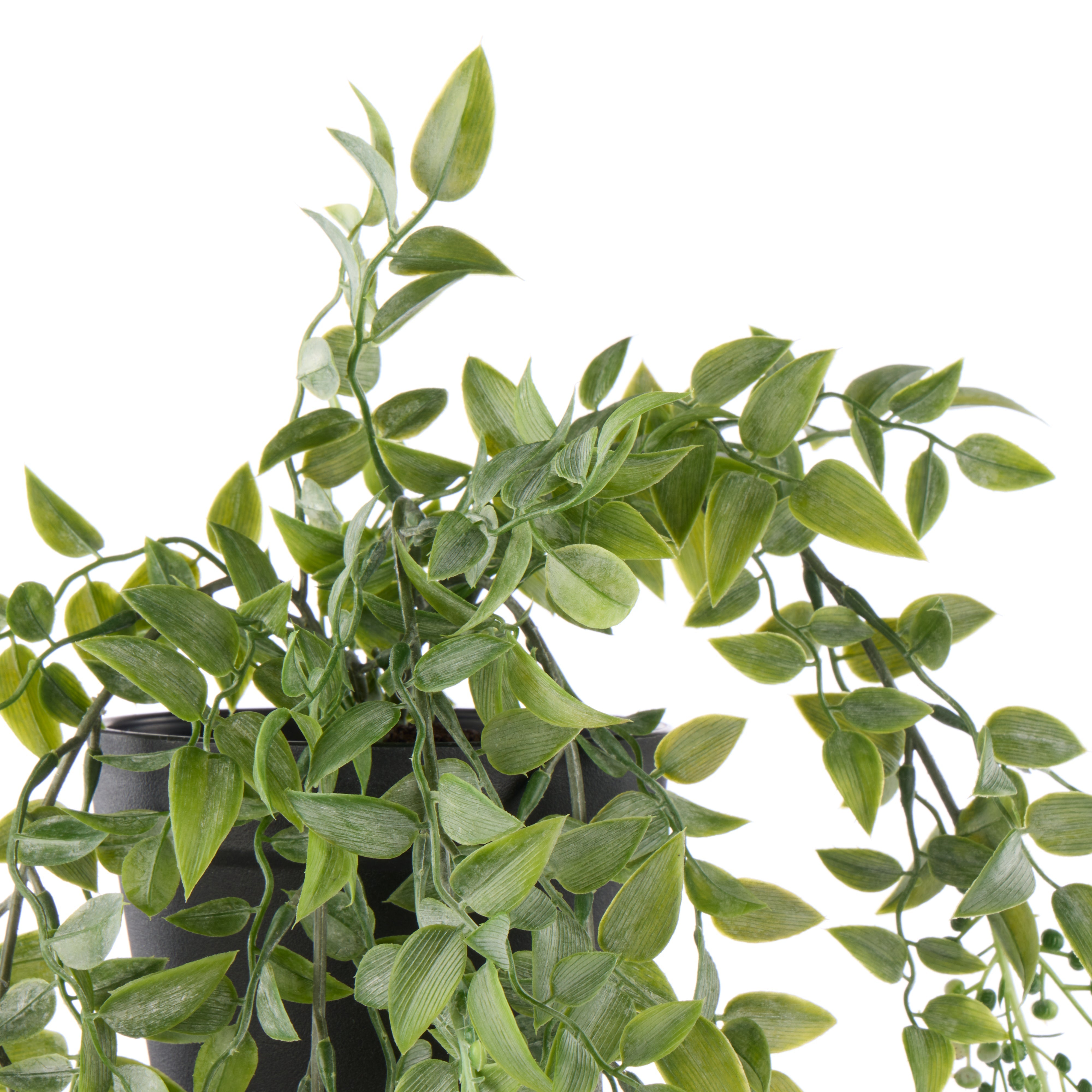 Rogue Budding Hanging Bush - Garden Pot Green & White