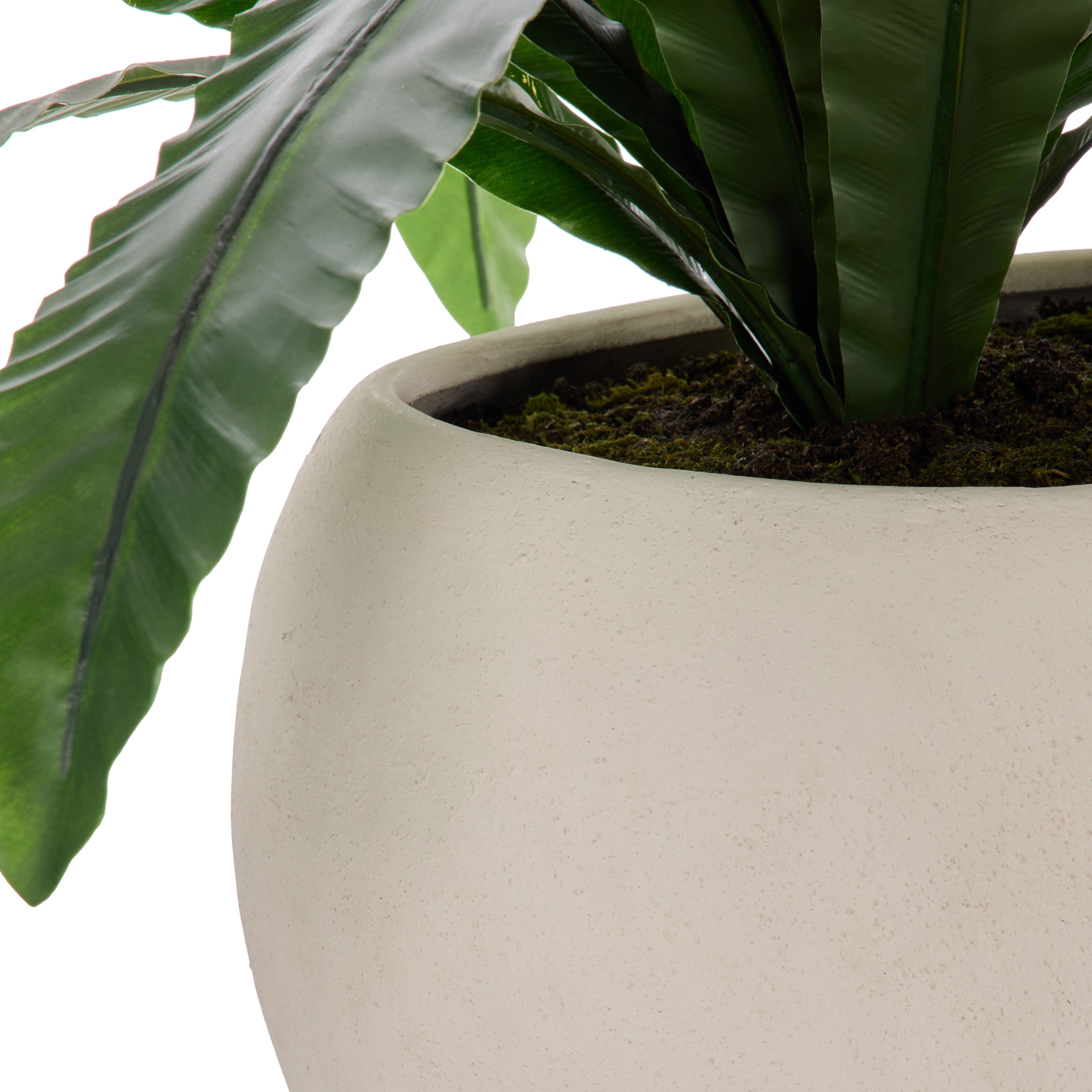 Rogue Bird's Nest Fern - Lyon UV 55cm