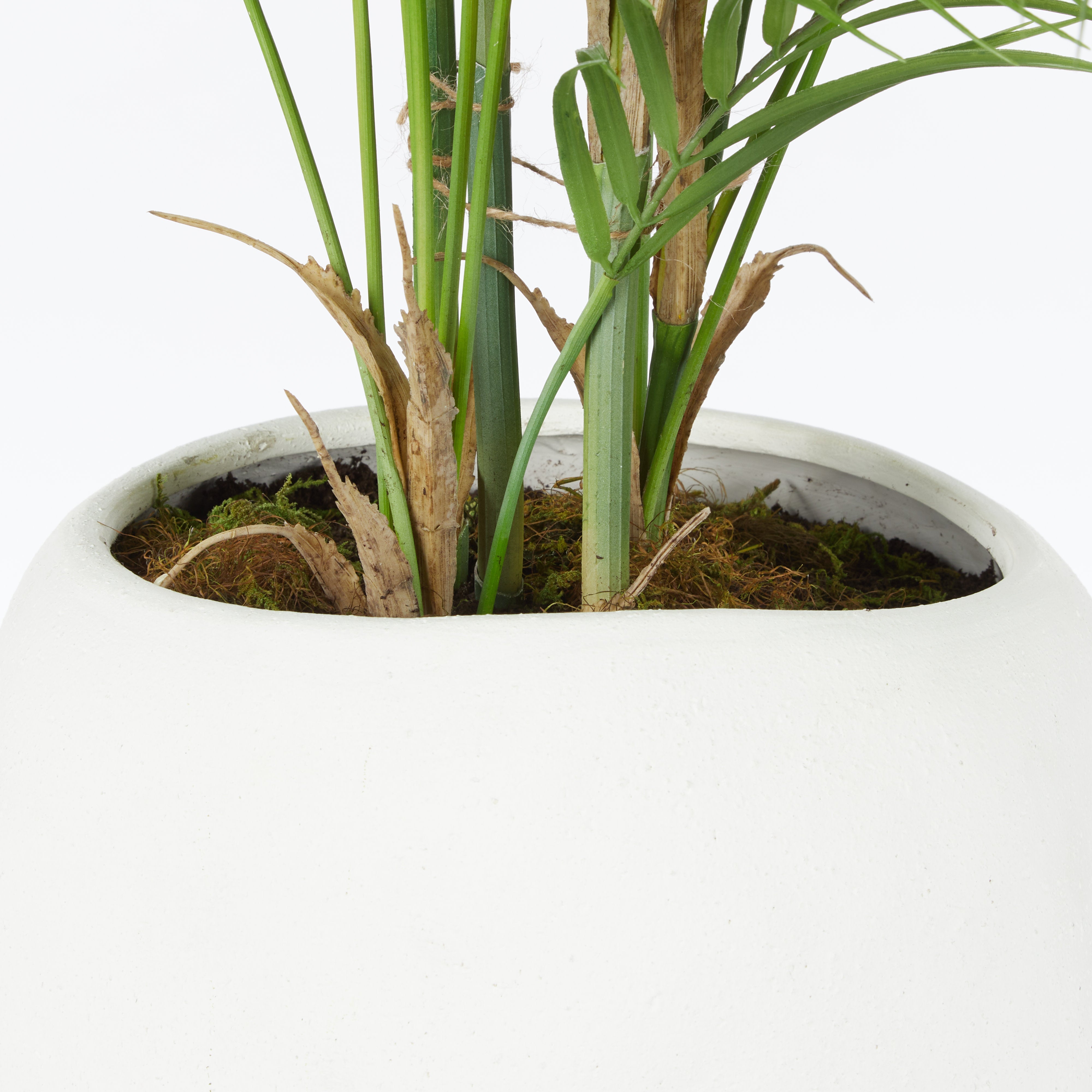 Rogue Phoenix Palm - Lyon Organic Planter Green & White
