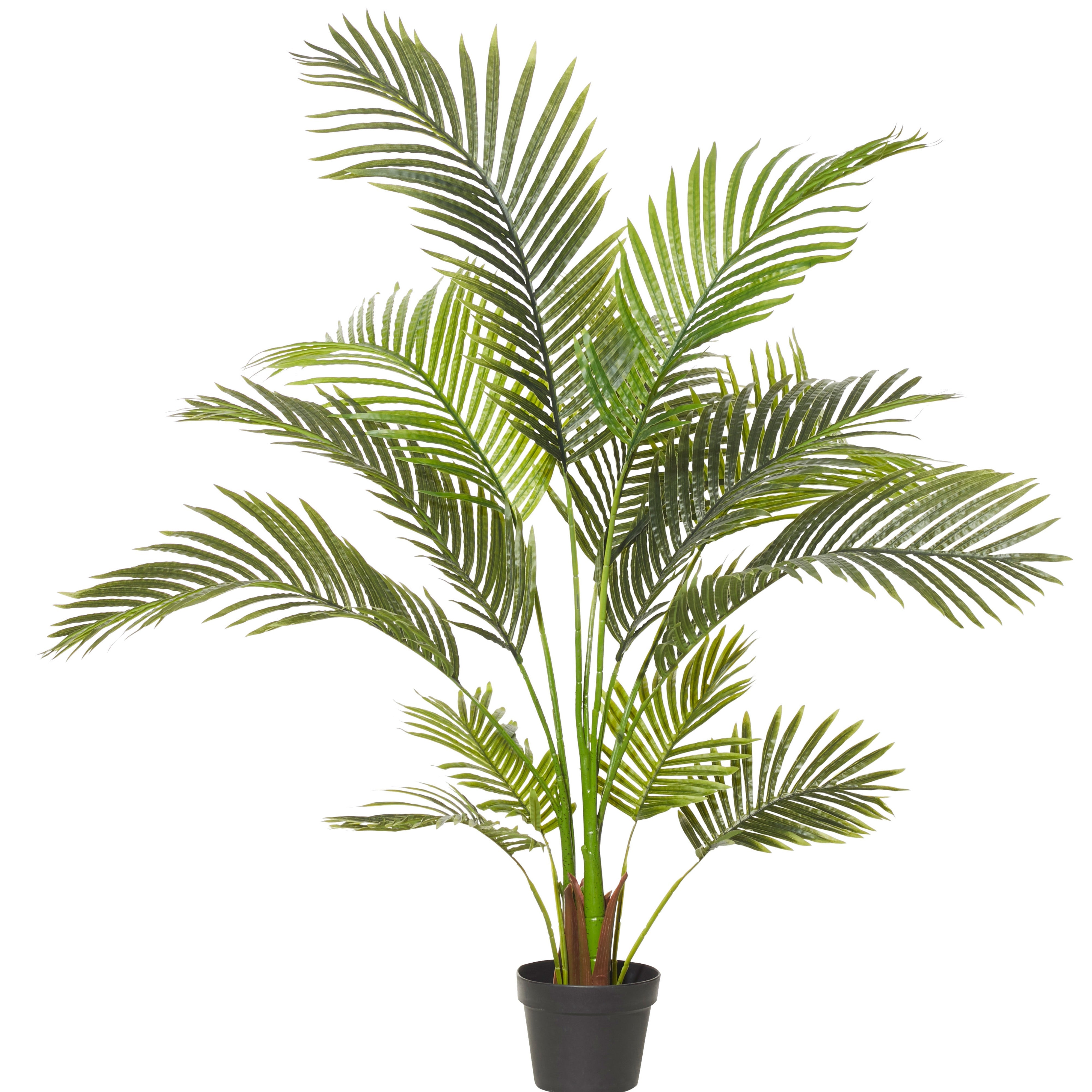 Rogue Areca Palm Tree - Garden Pot 120cm