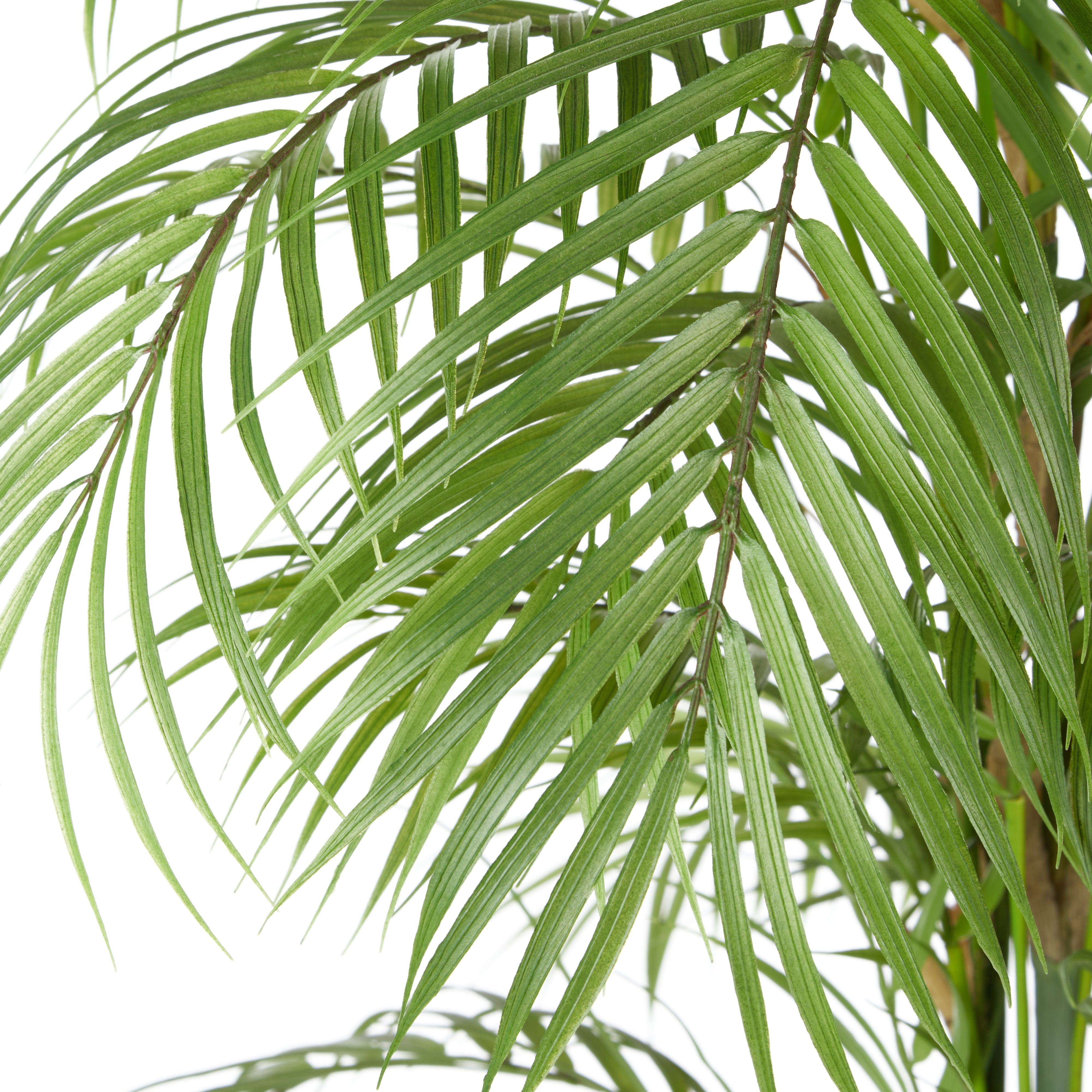 Rogue Phoenix Palm - Lyon Organic Planter Green & White