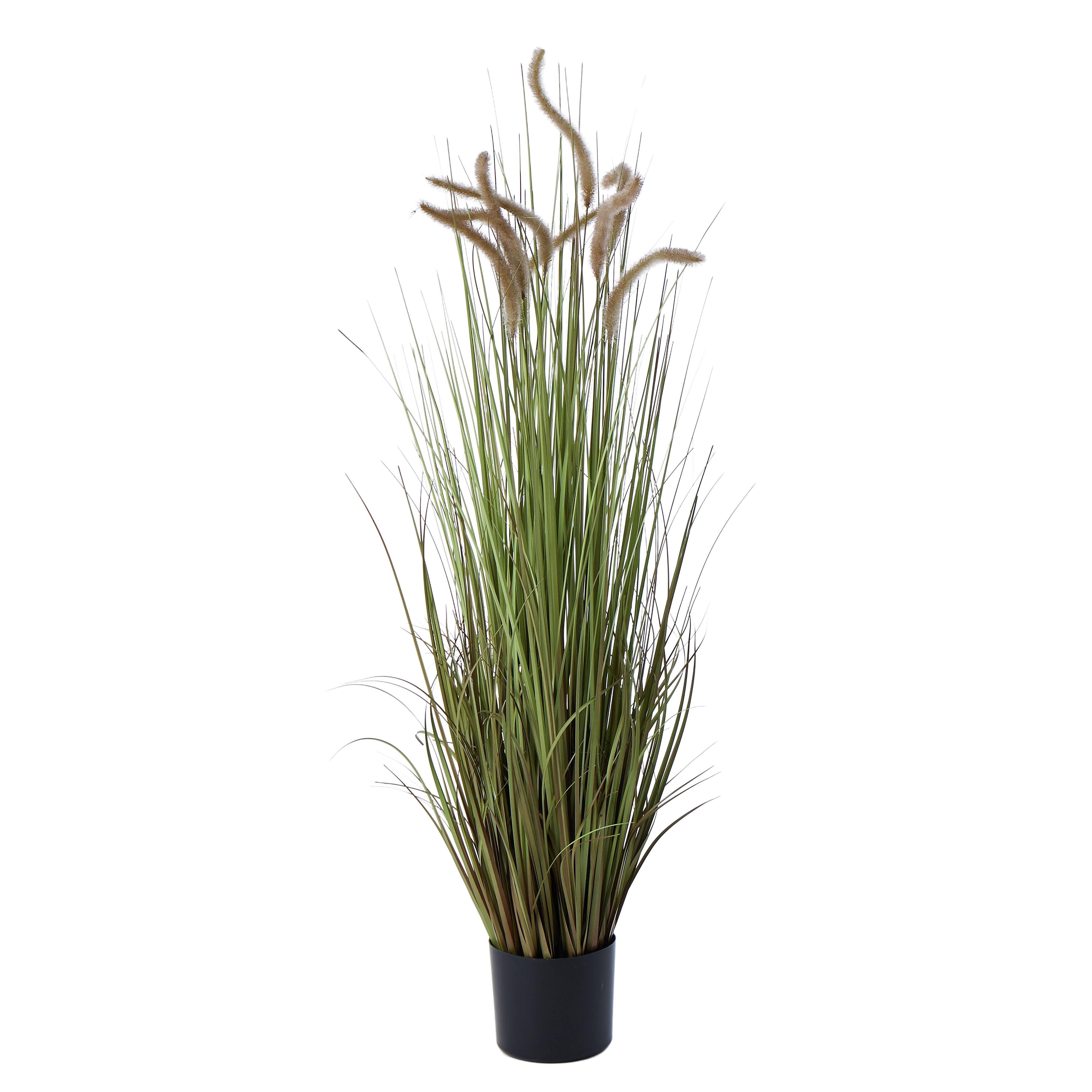 Rogue Grass Plant 150cm