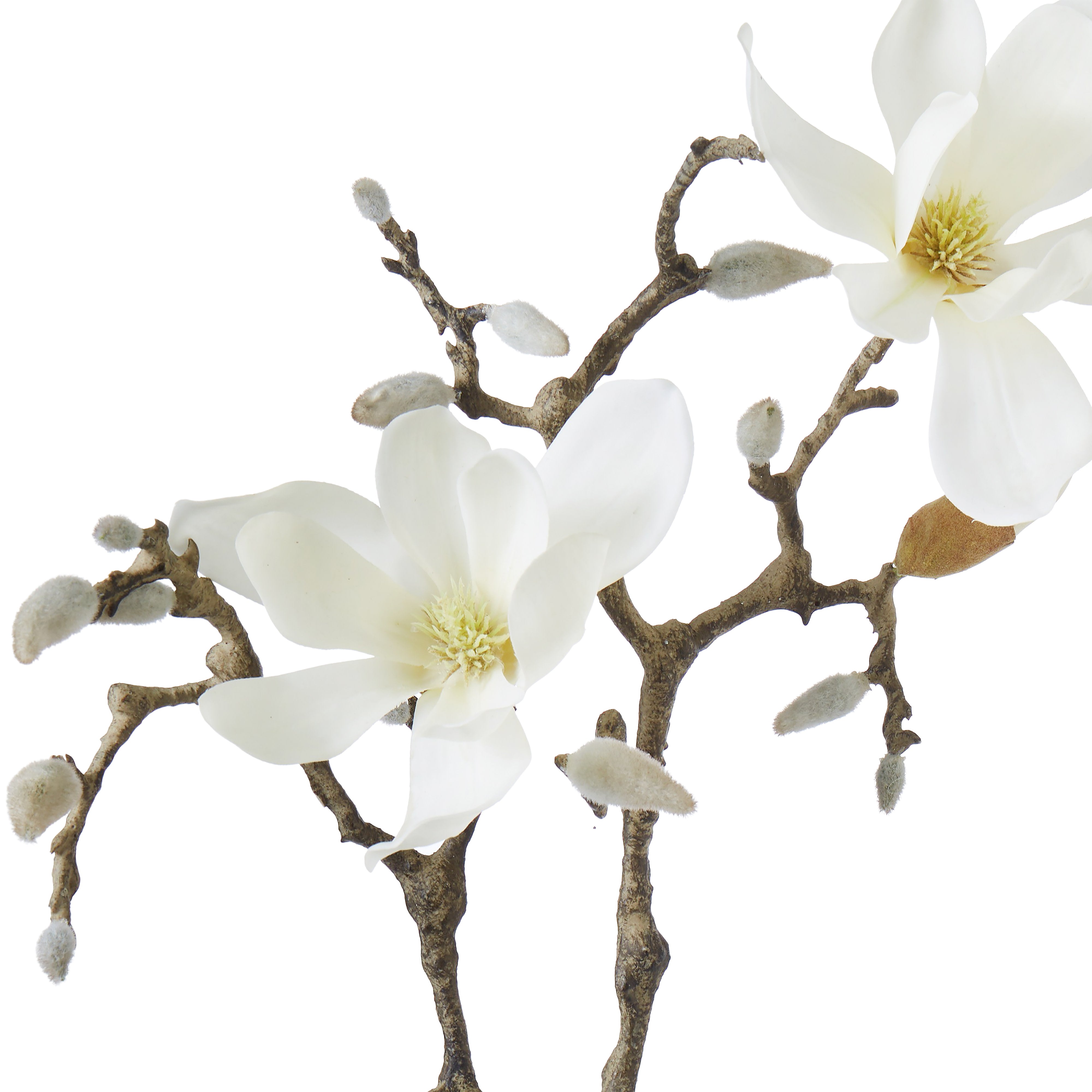 Rogue Tree Magnolia Flower