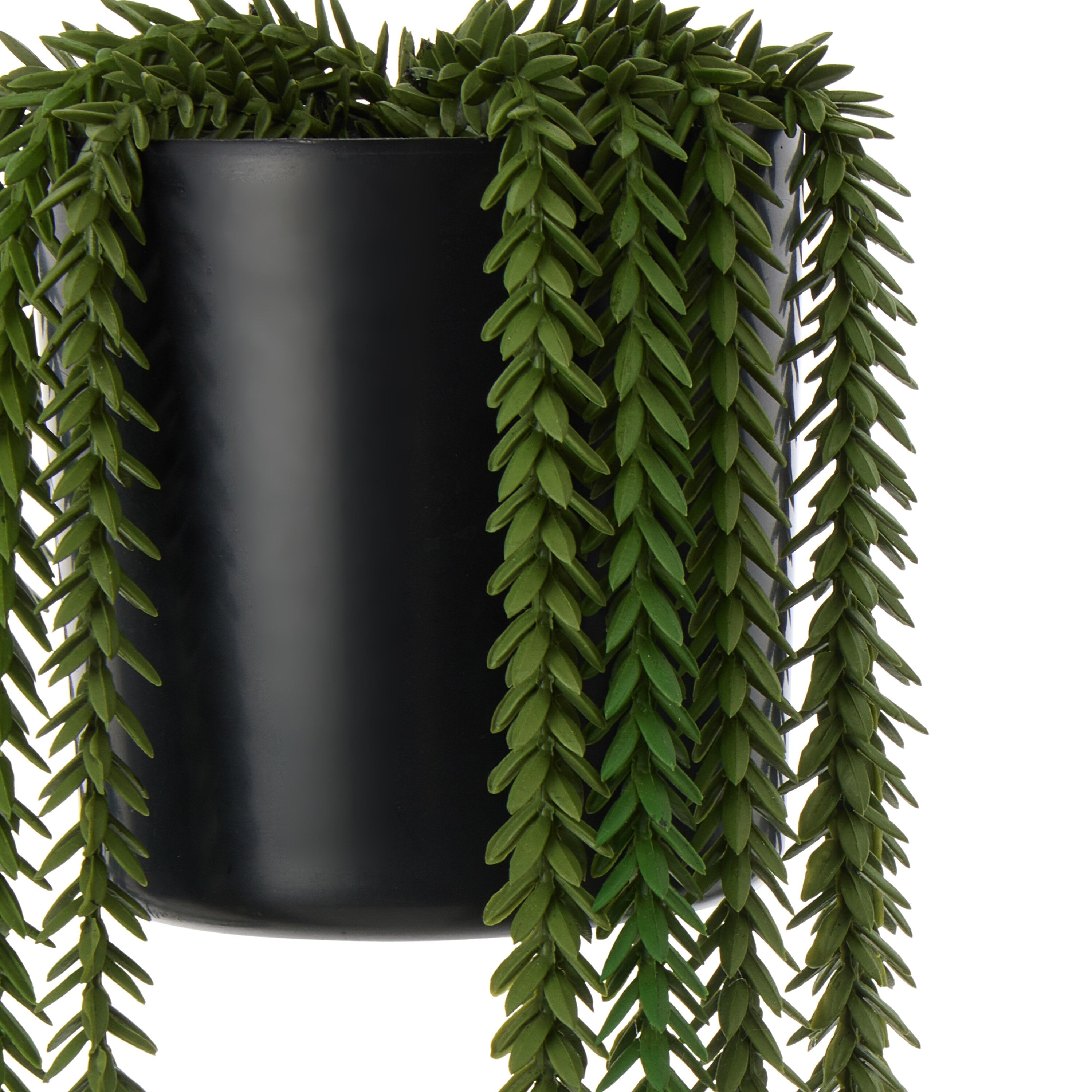 Rogue Princess Pine Garden Pot