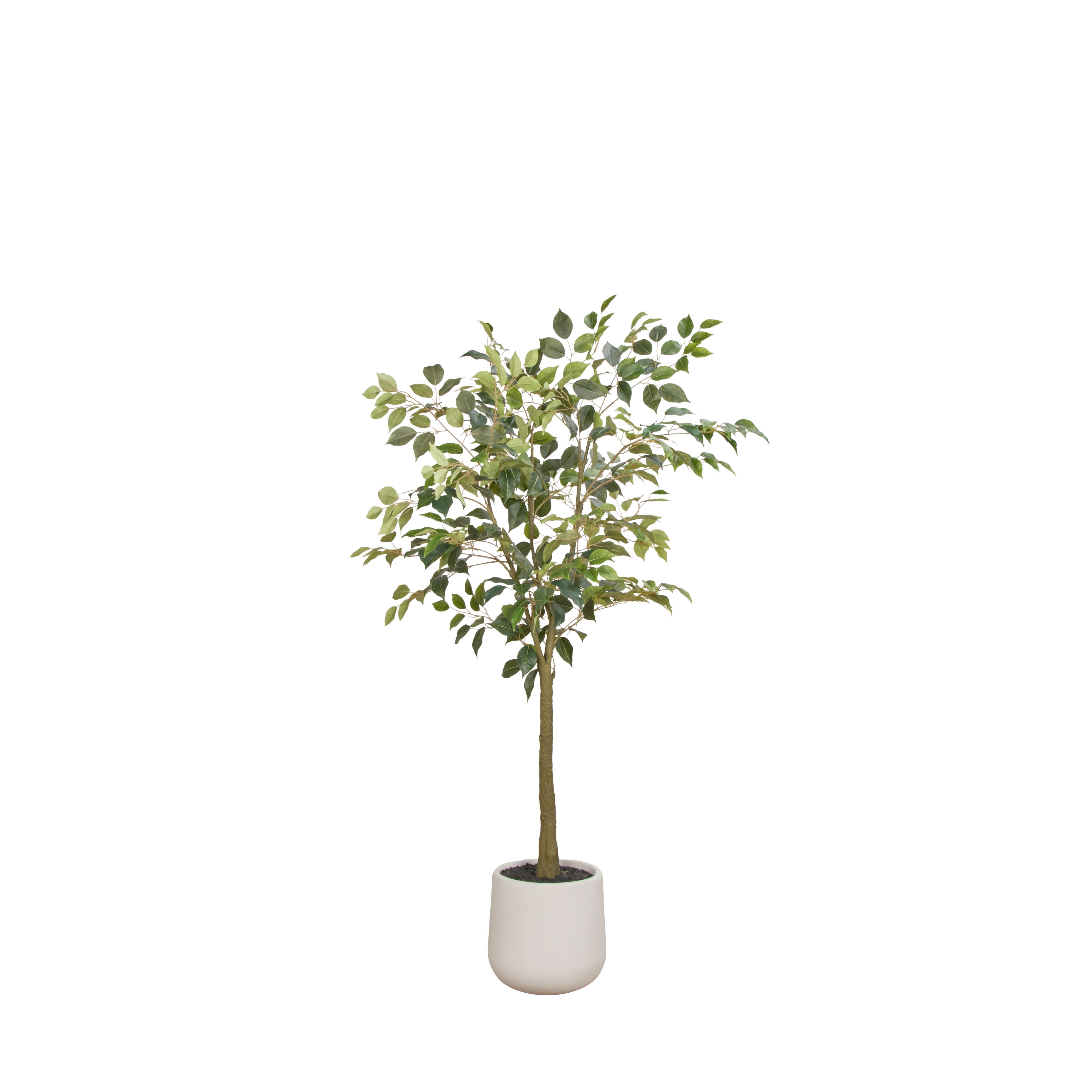 Rogue Ficus Tree Pot Green 150cm