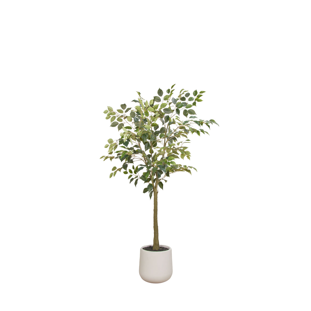 Rogue Ficus Tree Pot Green 150cm