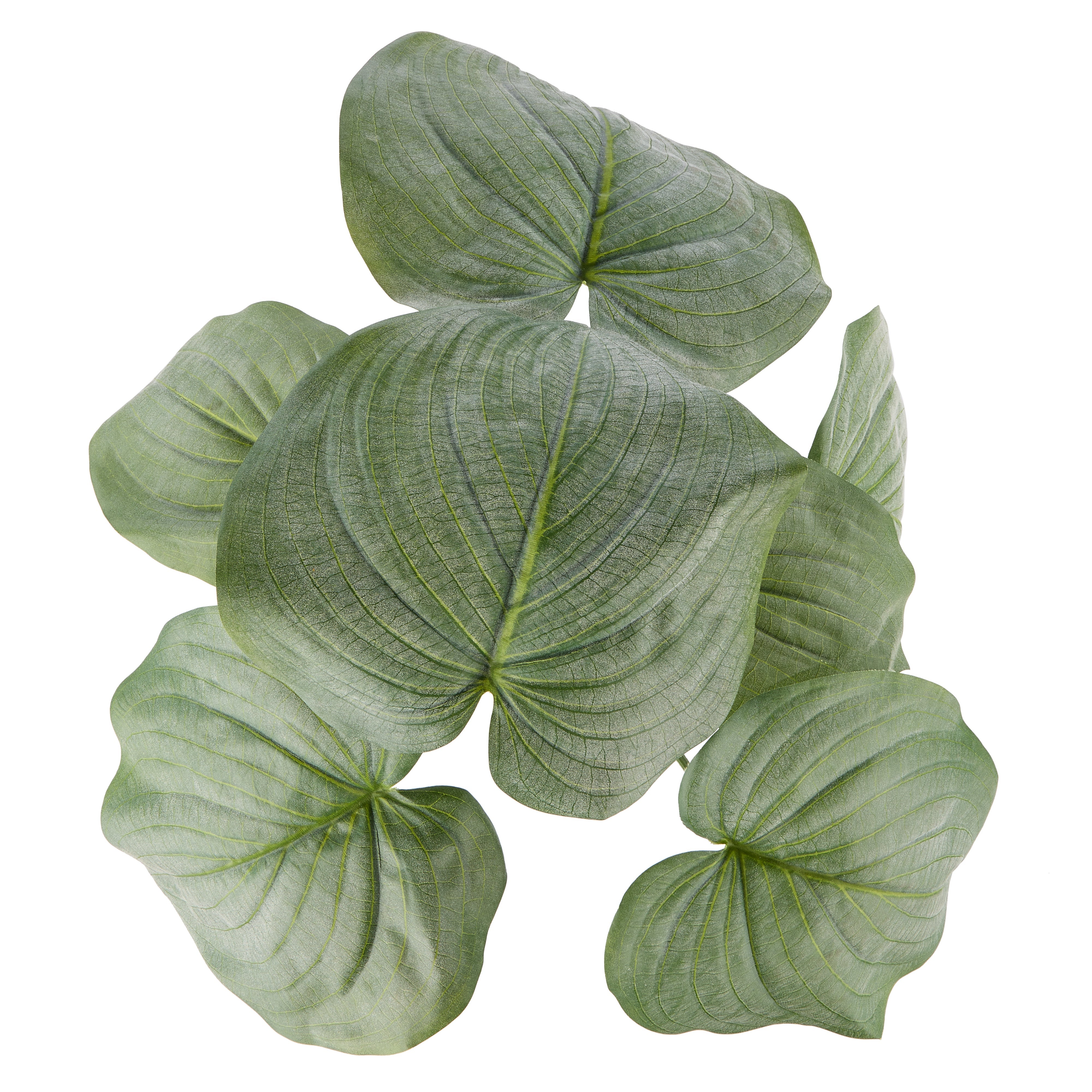 Rogue Hosta Plant - Maliah Pot