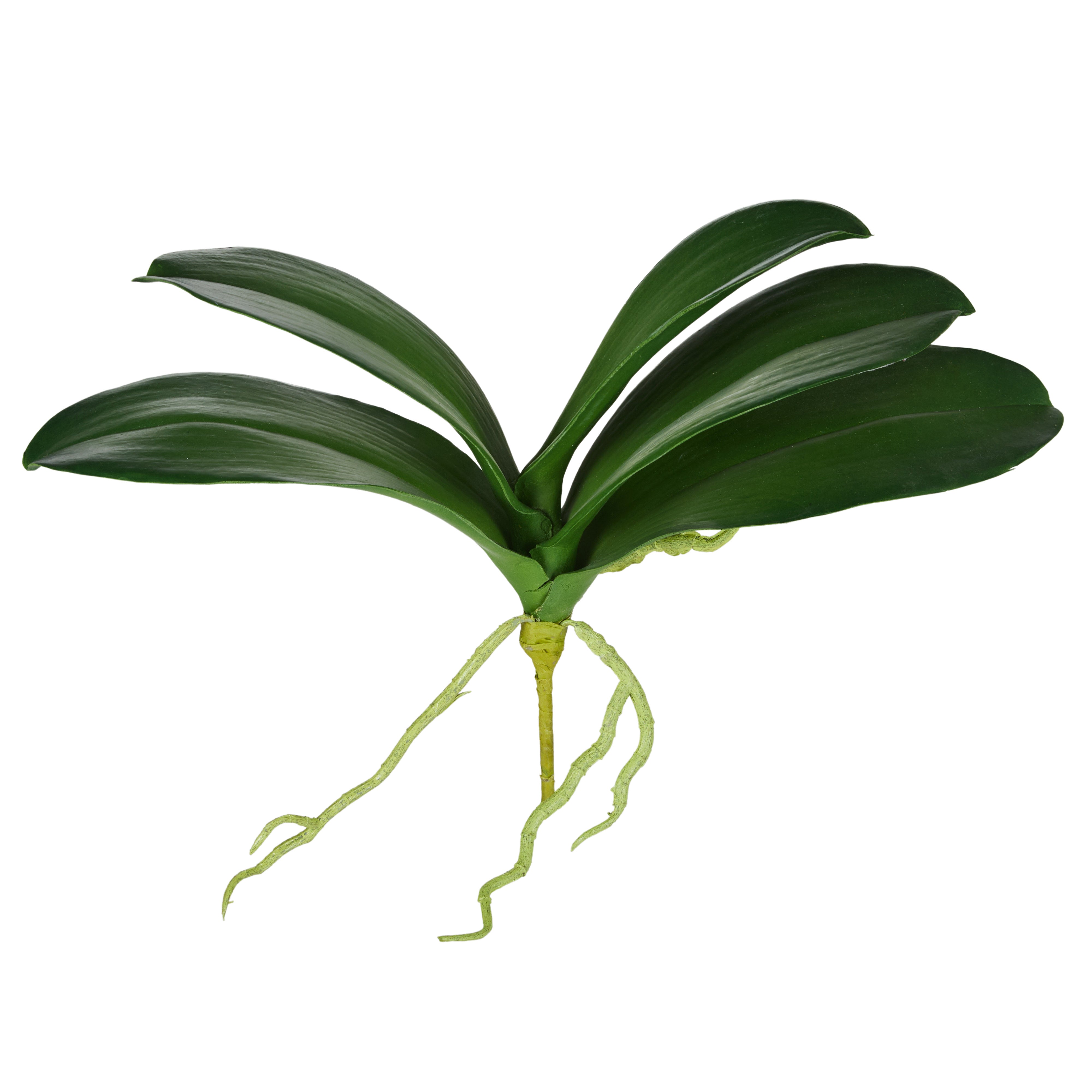 Rogue Phalaenopsis Rooted Foliage