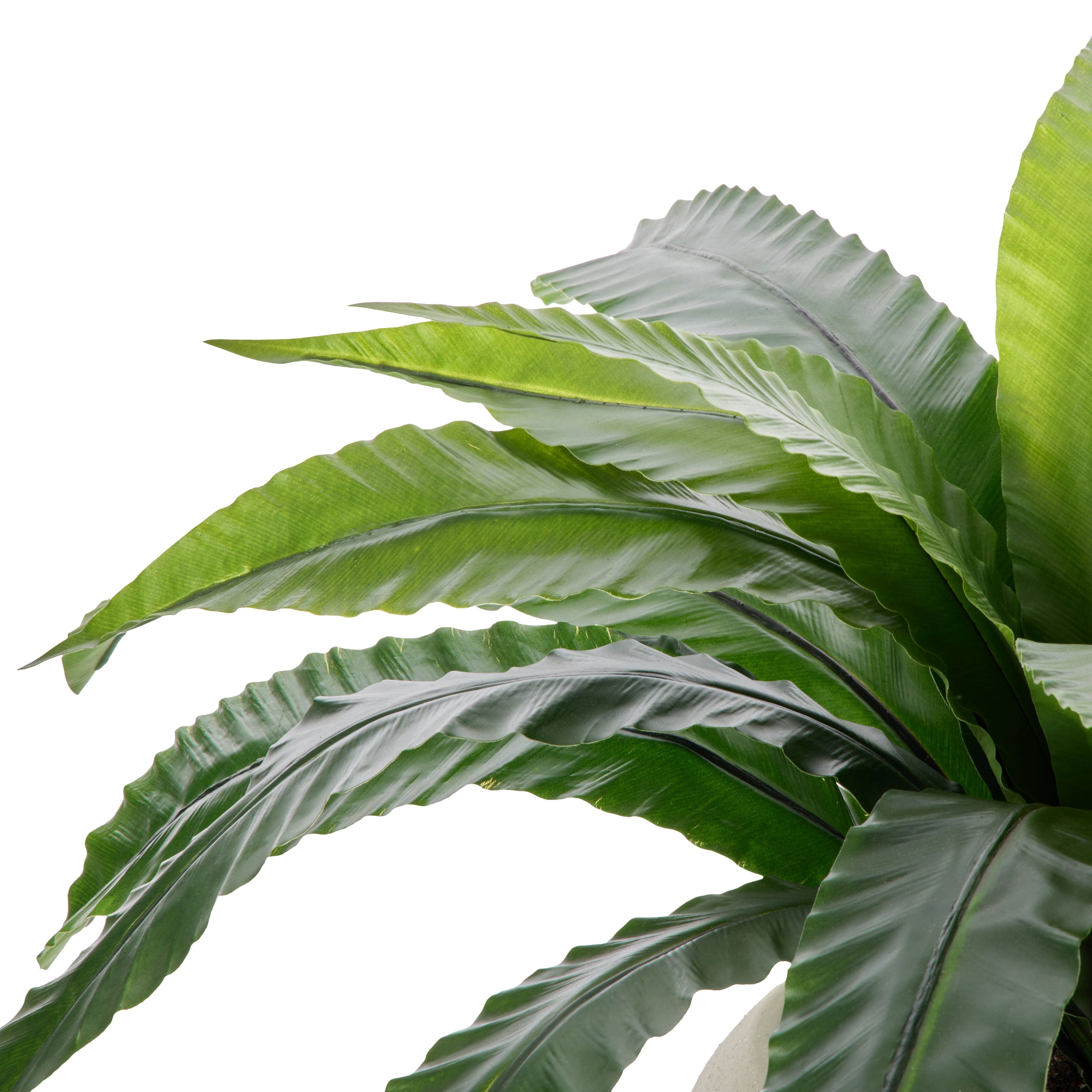 Rogue Bird's Nest Fern - Lyon UV 55cm