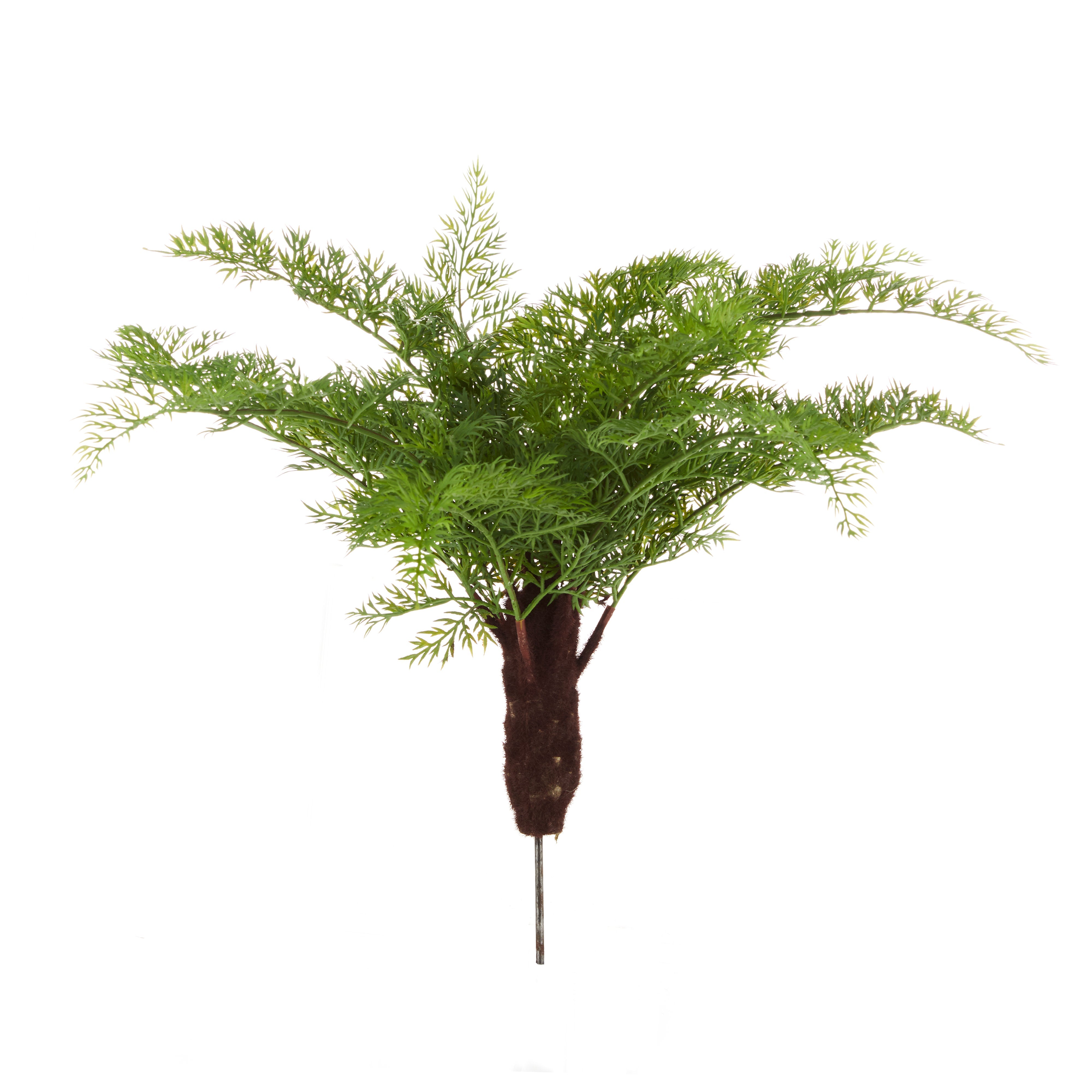 Rogue Radish Fern Bush